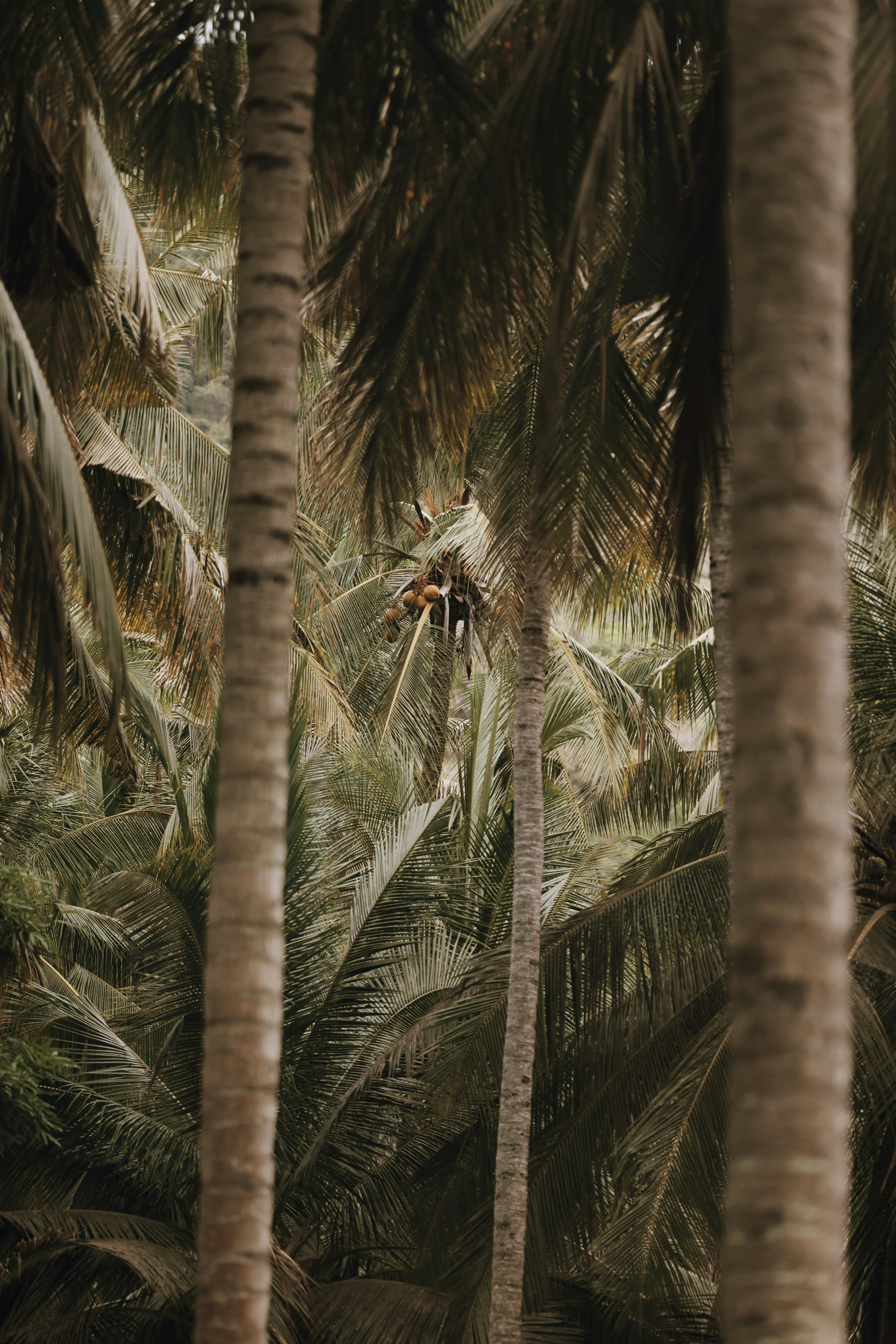 Un uomo in sella a una bicicletta attraverso una foresta di palme