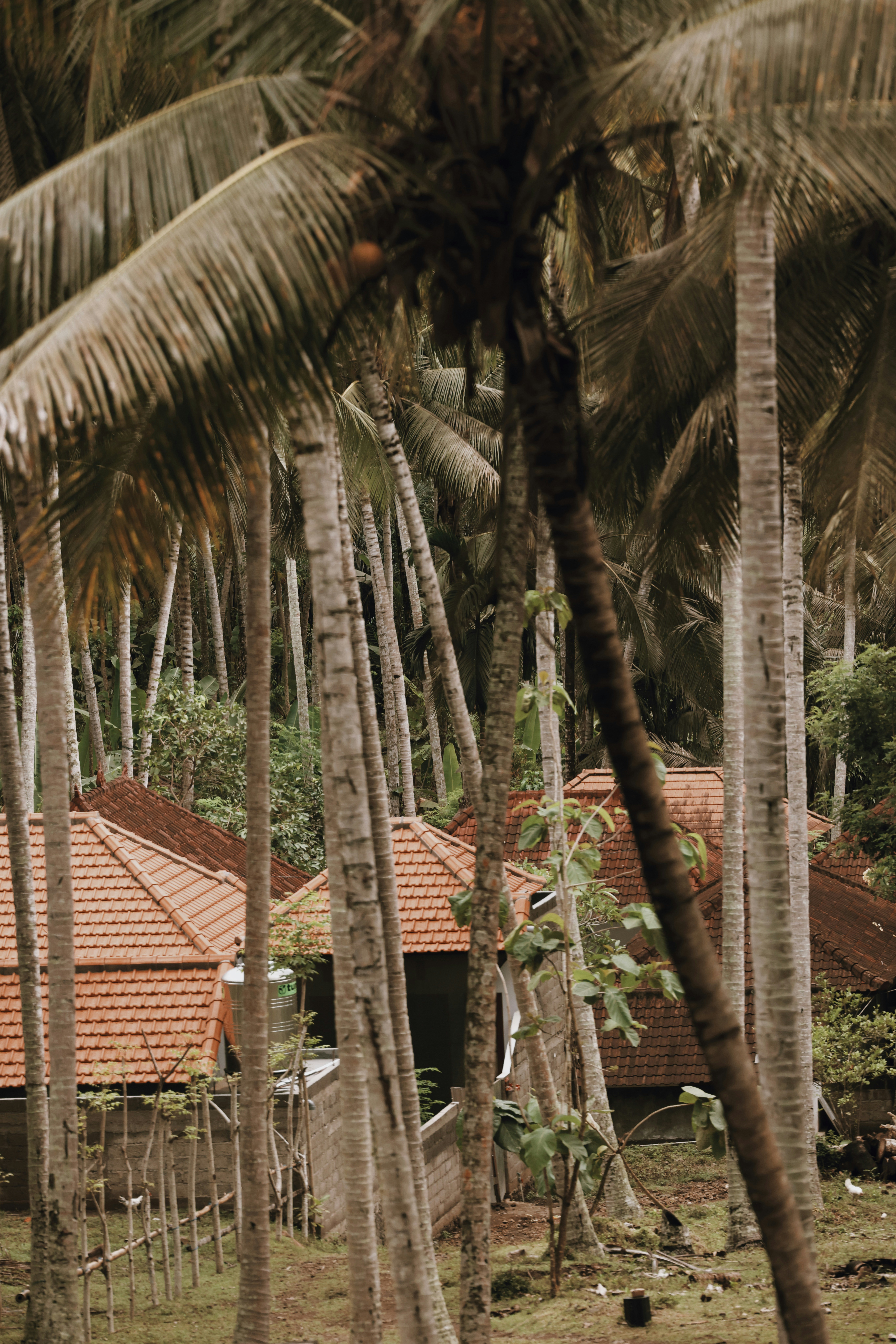 Una casa in mezzo alle palme