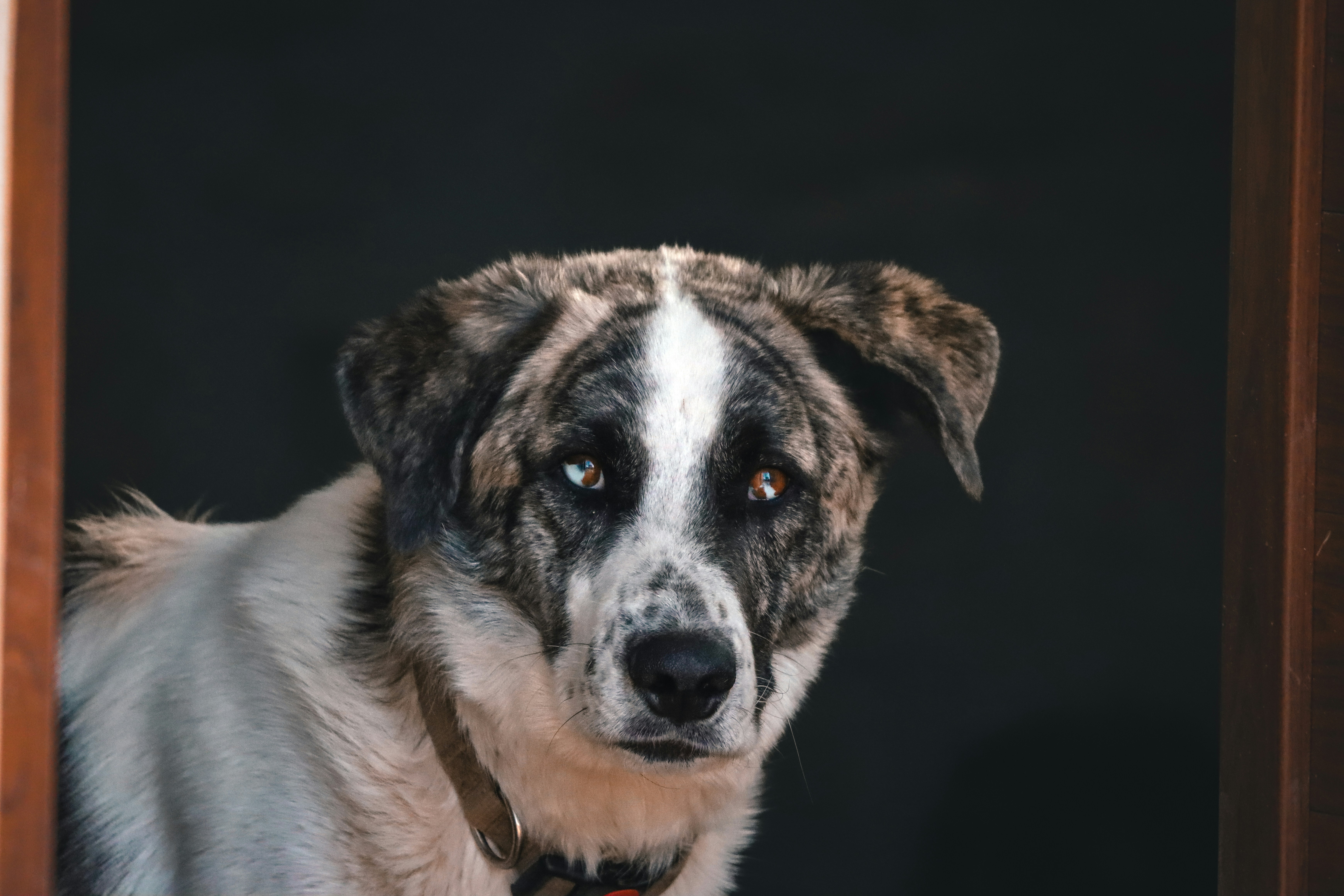 A dog standing in a doorway looking at the camera