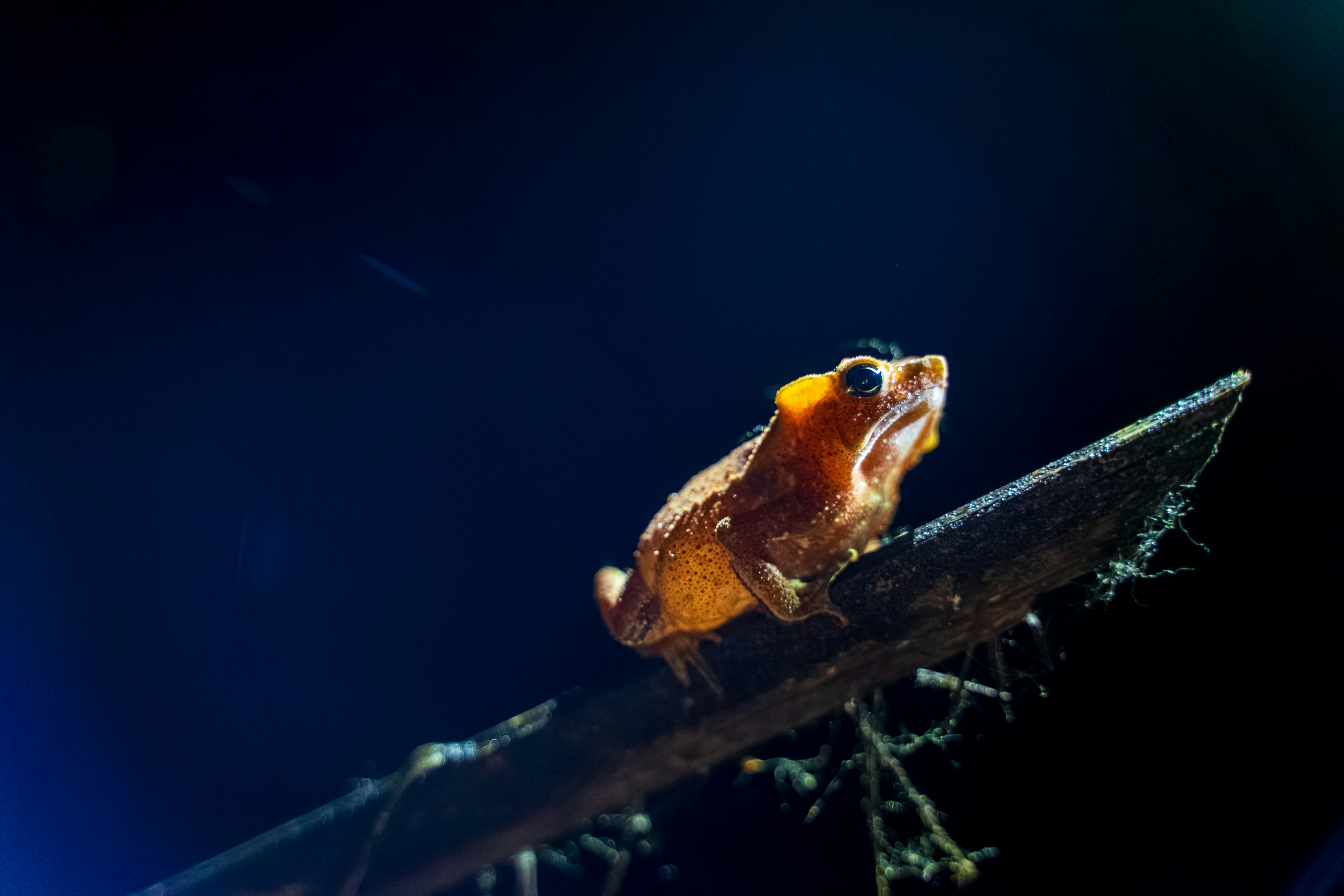 A small frog sitting on top of a piece of wood
