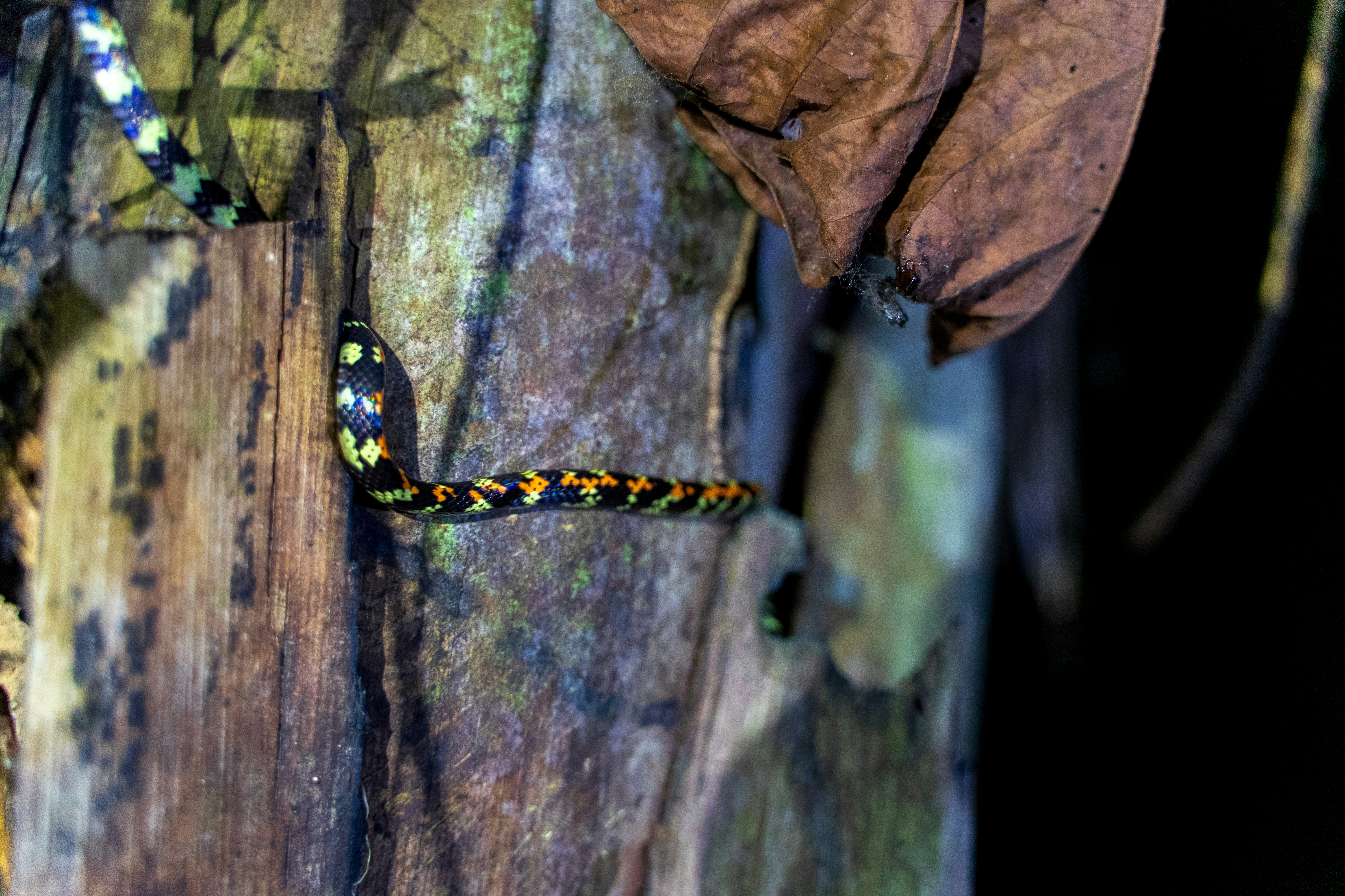 A snake is on a tree trunk in a forest