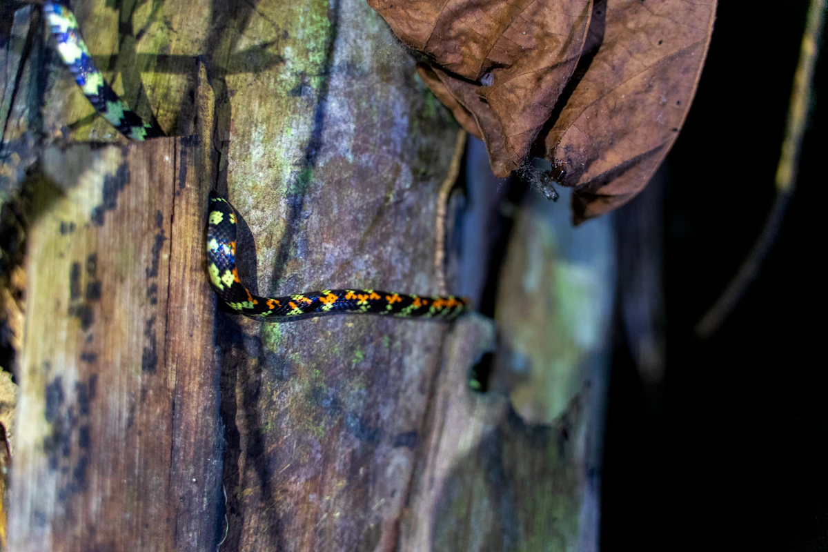 Snake resting on a tree trunk in the forest