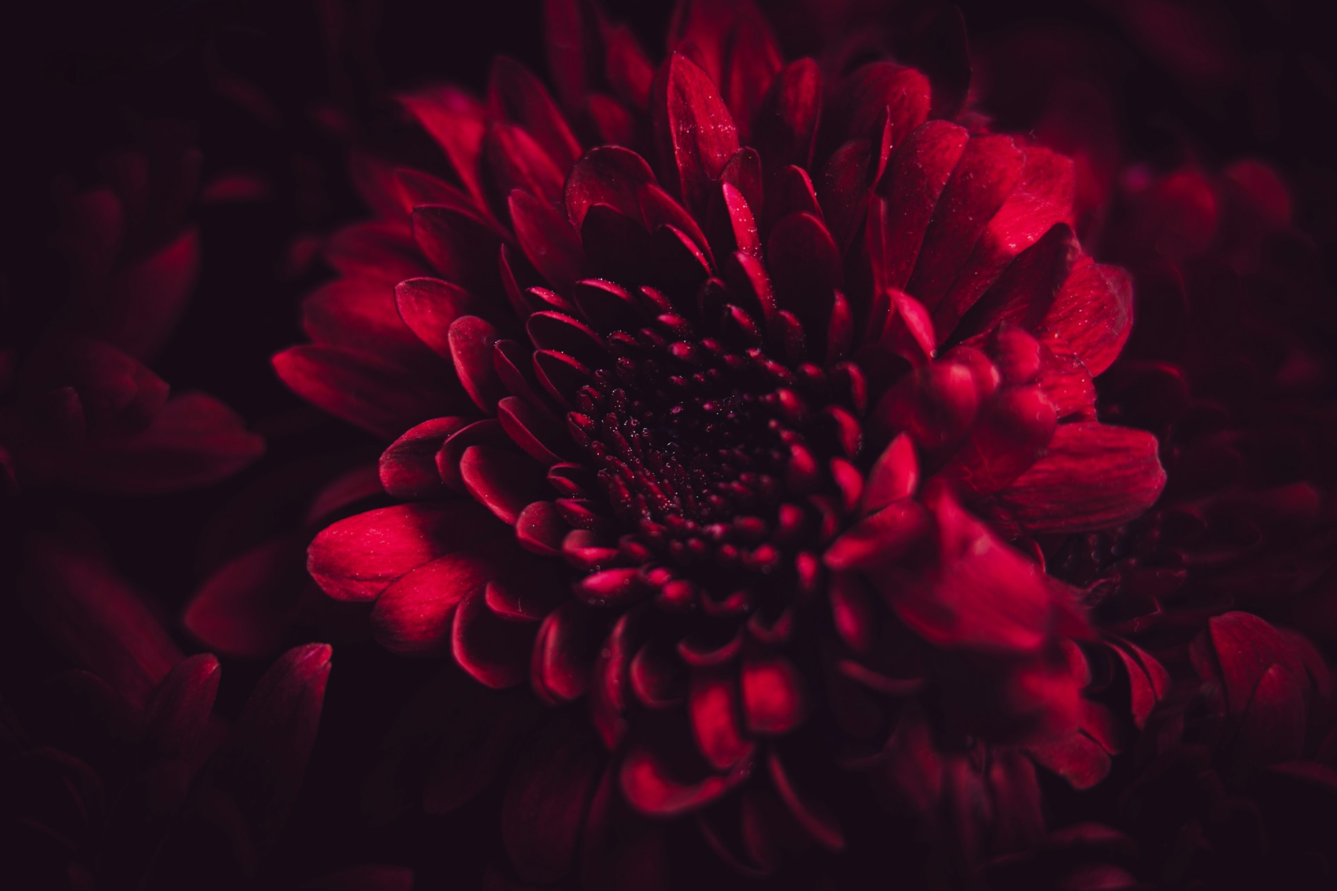 A close up of a red flower on a black background