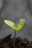 A small green plant sprouting out of the ground