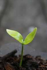 A small green plant sprouting out of the ground