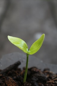 A small green plant sprouting out of the ground