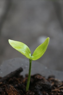 A small green plant sprouting out of the ground
