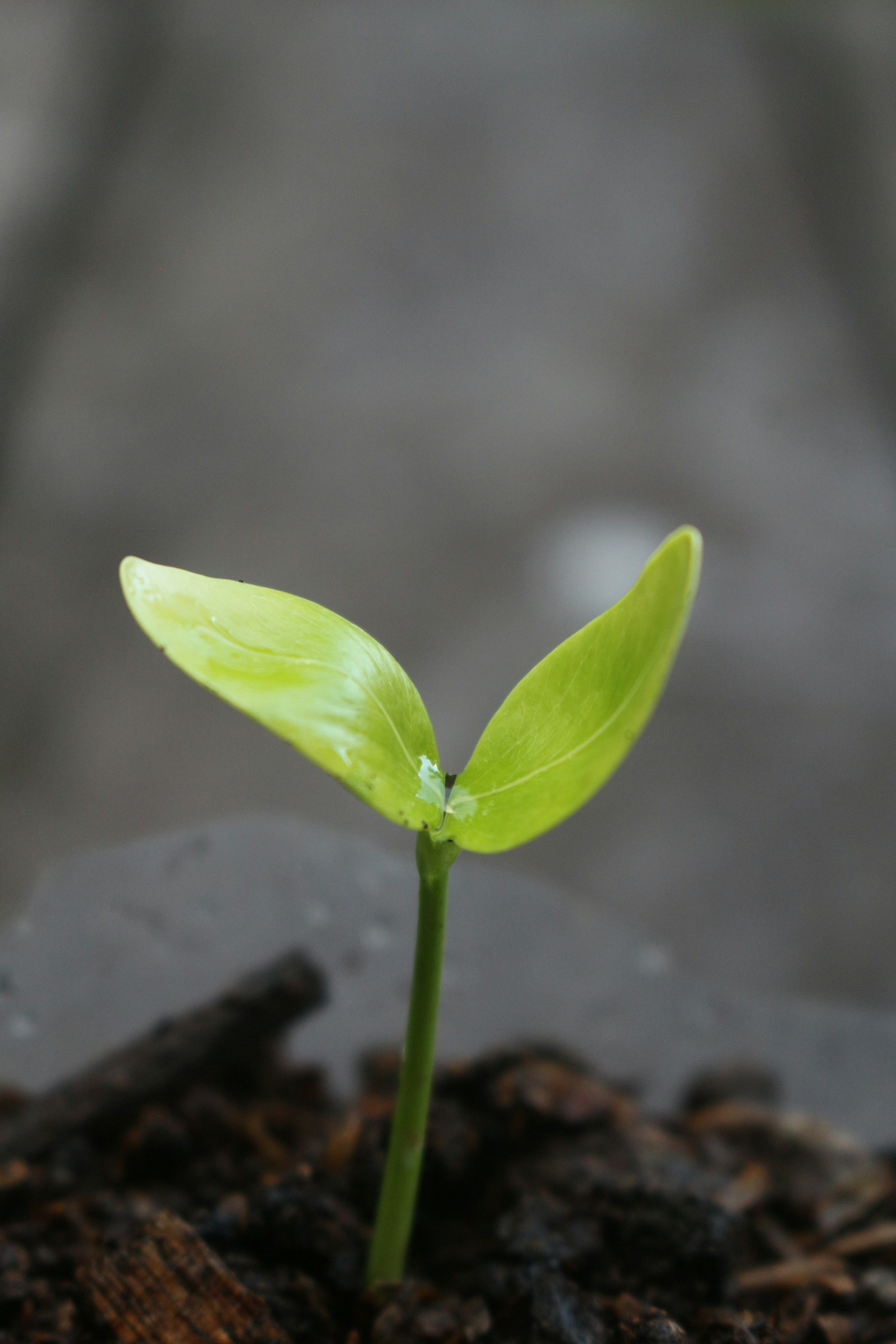 A small green plant sprouting out of the ground