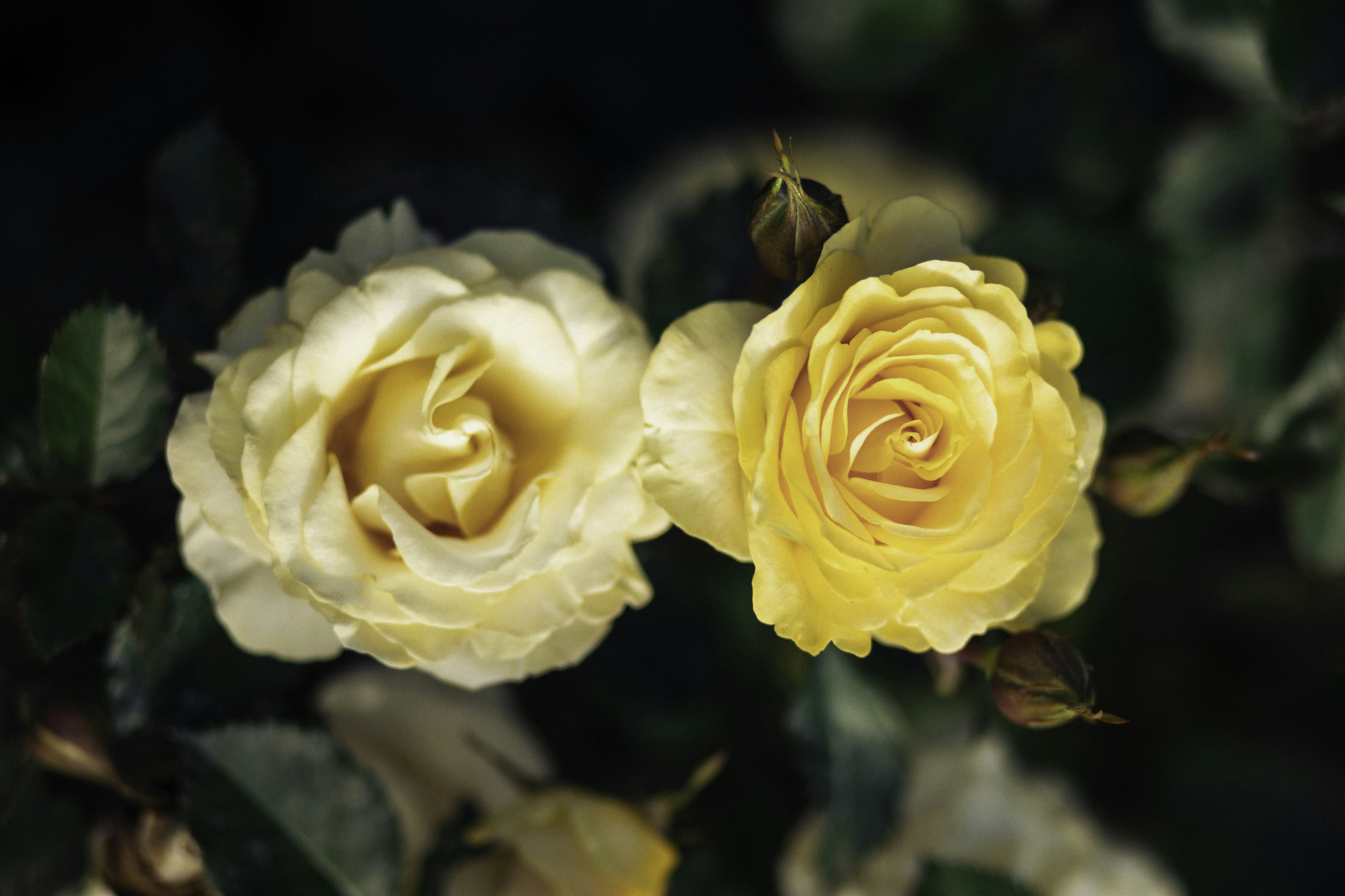 Photo by behindthetmuna