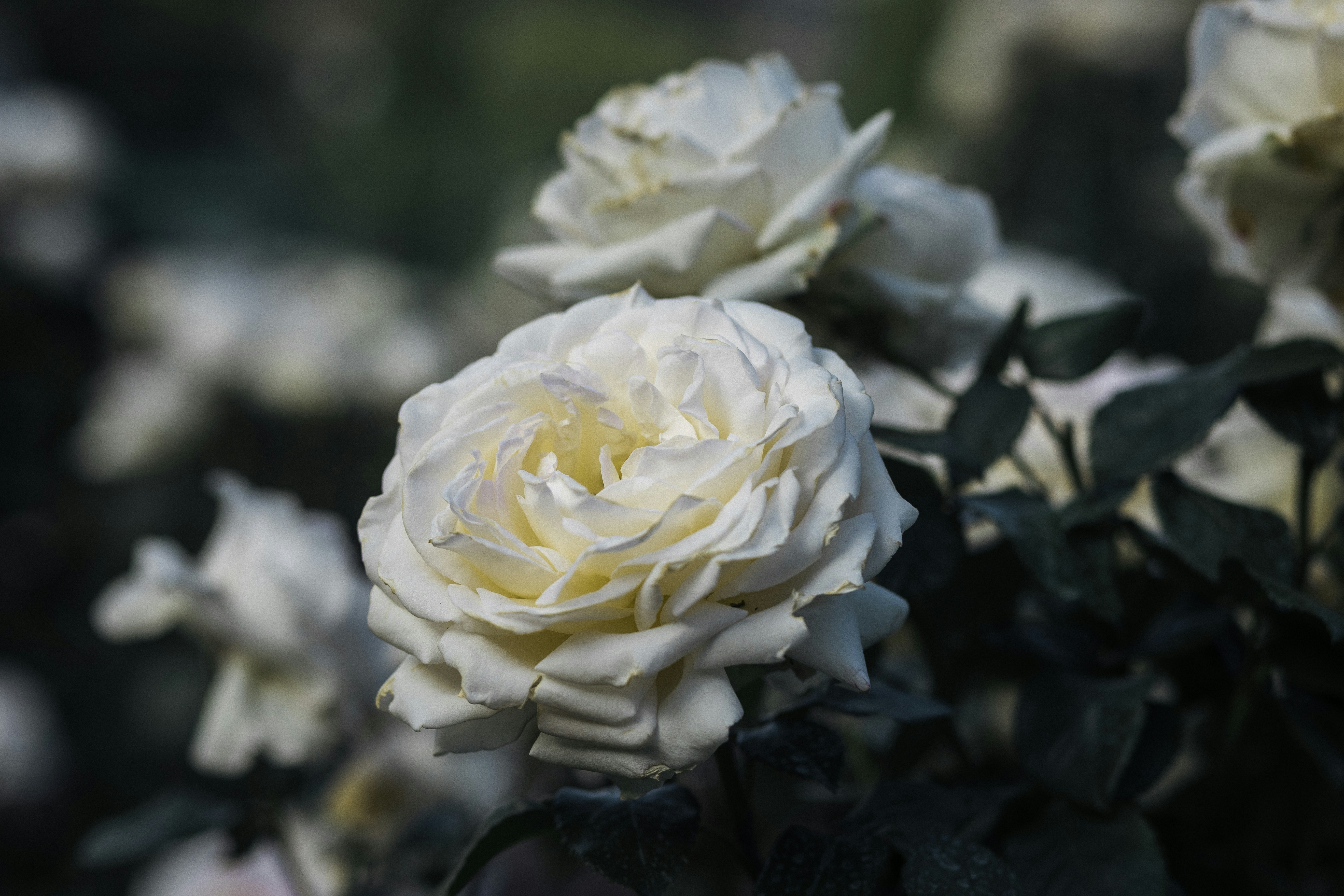 Photo by behindthetmuna