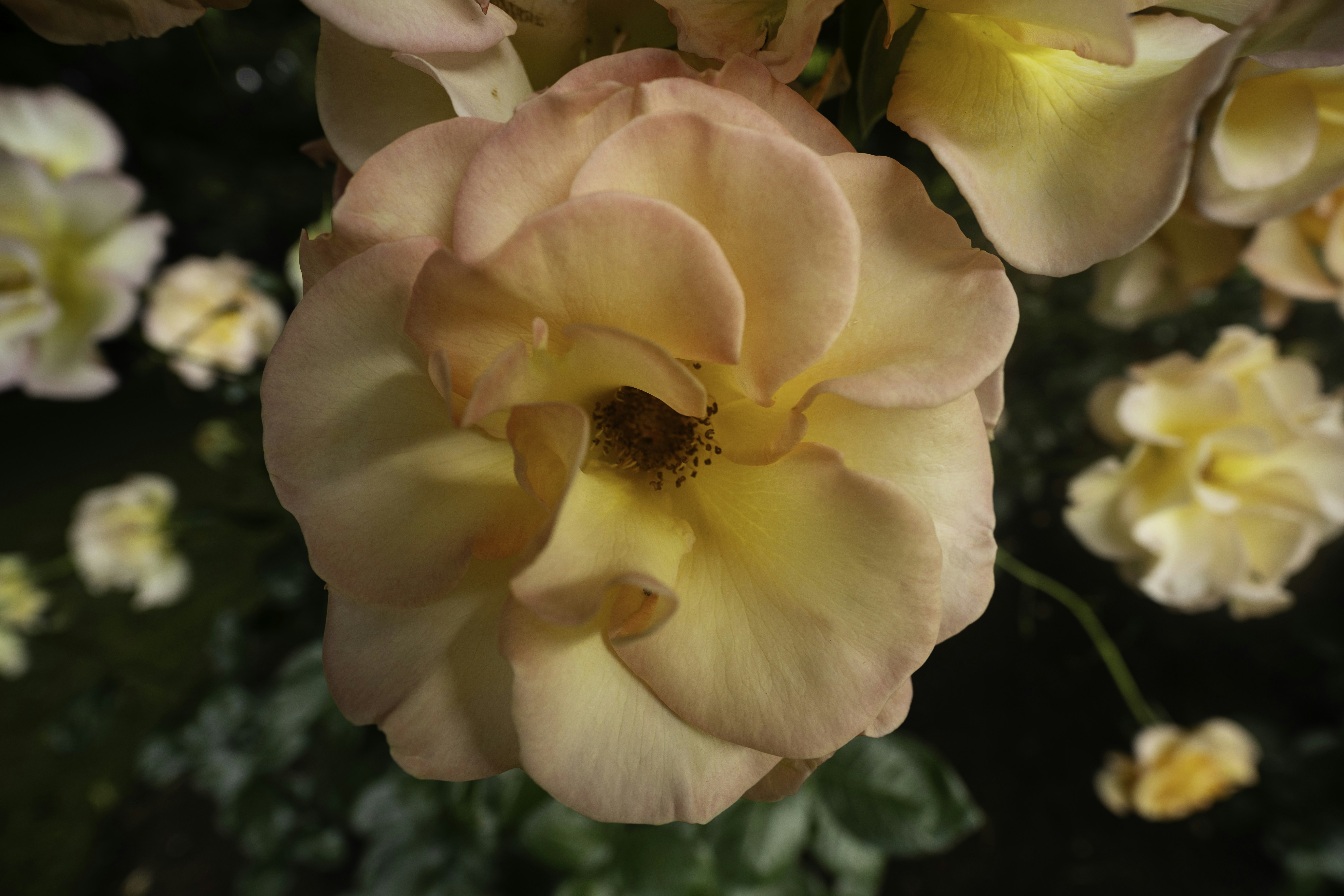 Photo by behindthetmuna