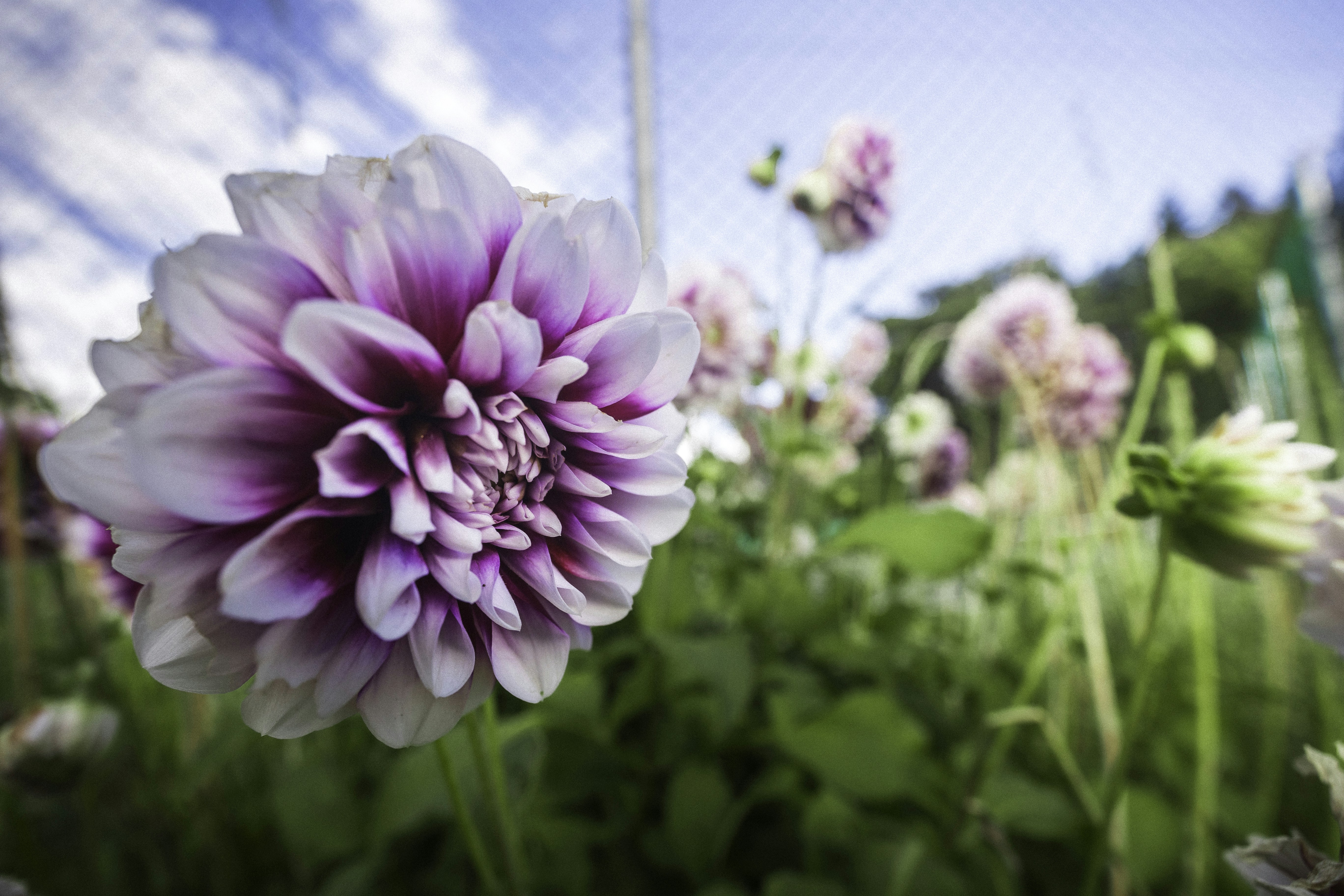 Photo by behindthetmuna