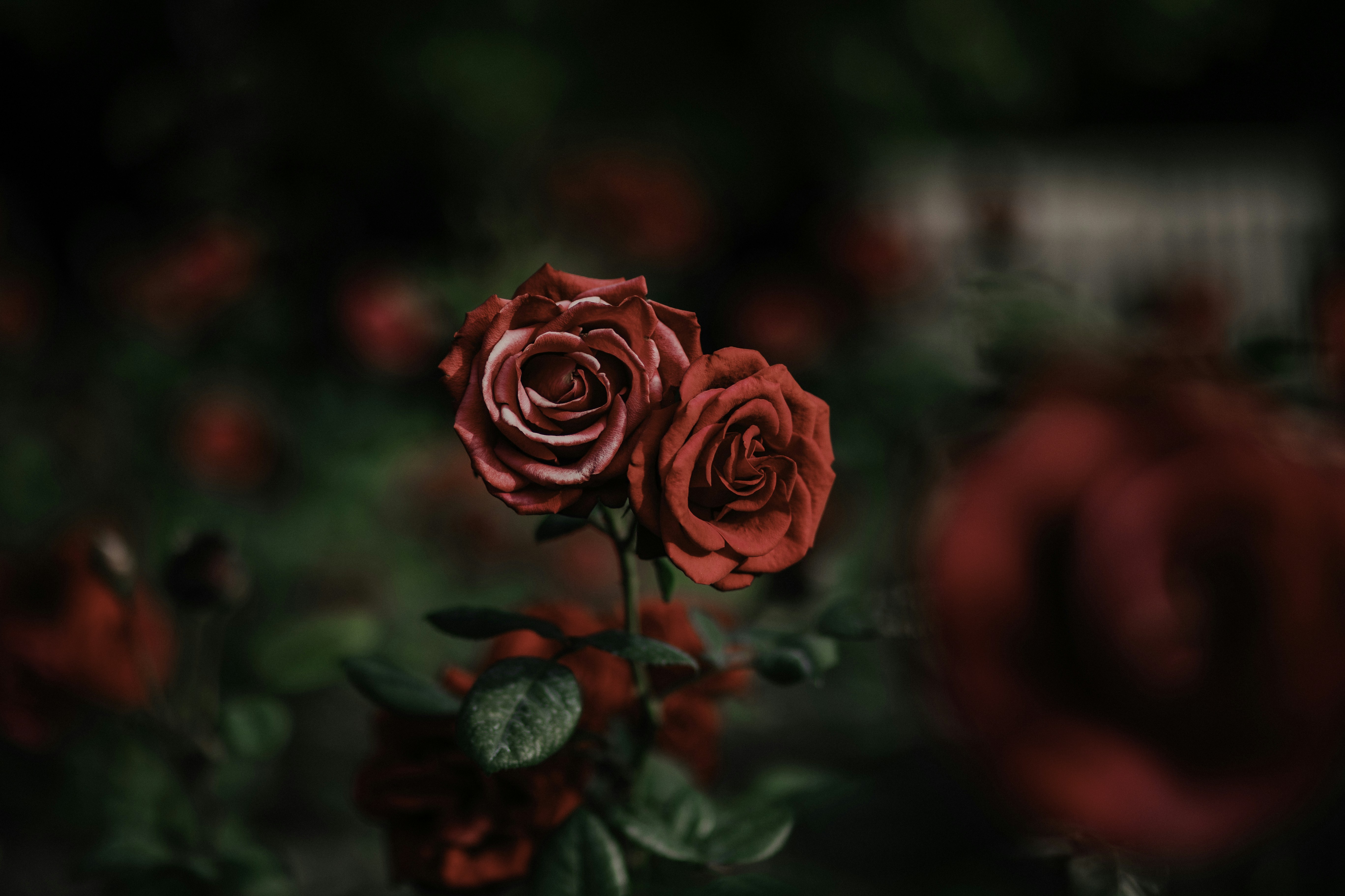 Photo by behindthetmuna