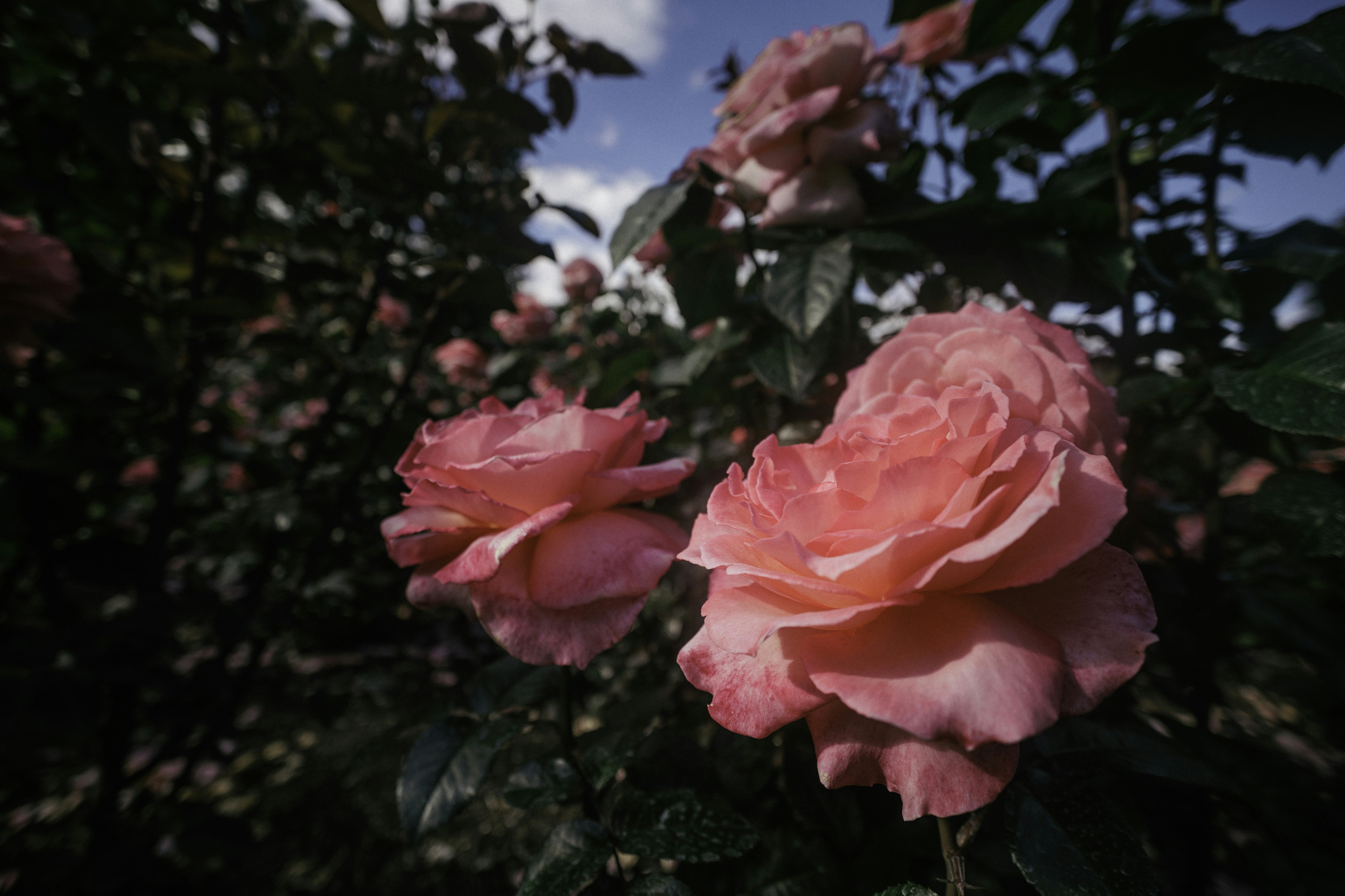 Photo by behindthetmuna