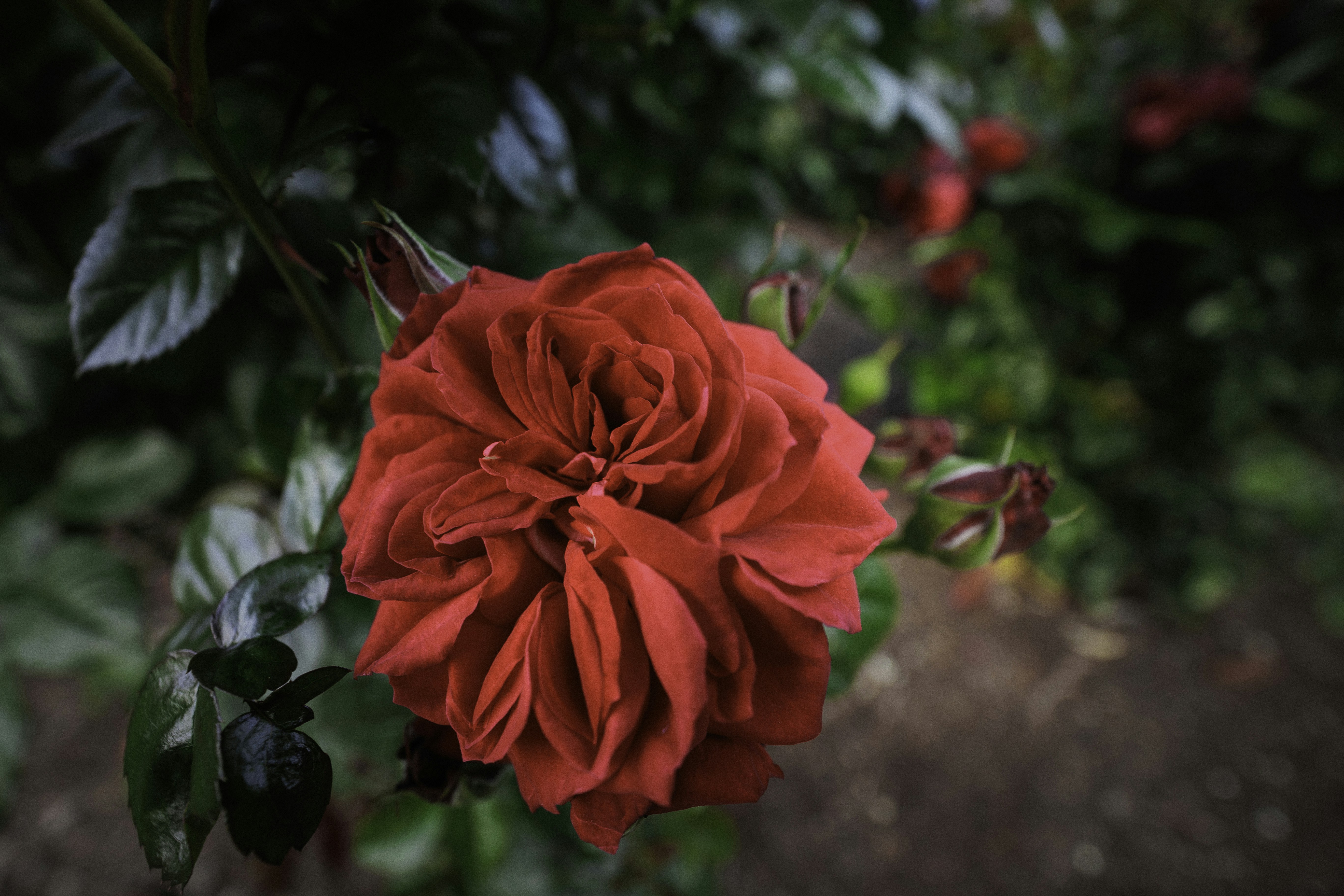 Photo by behindthetmuna