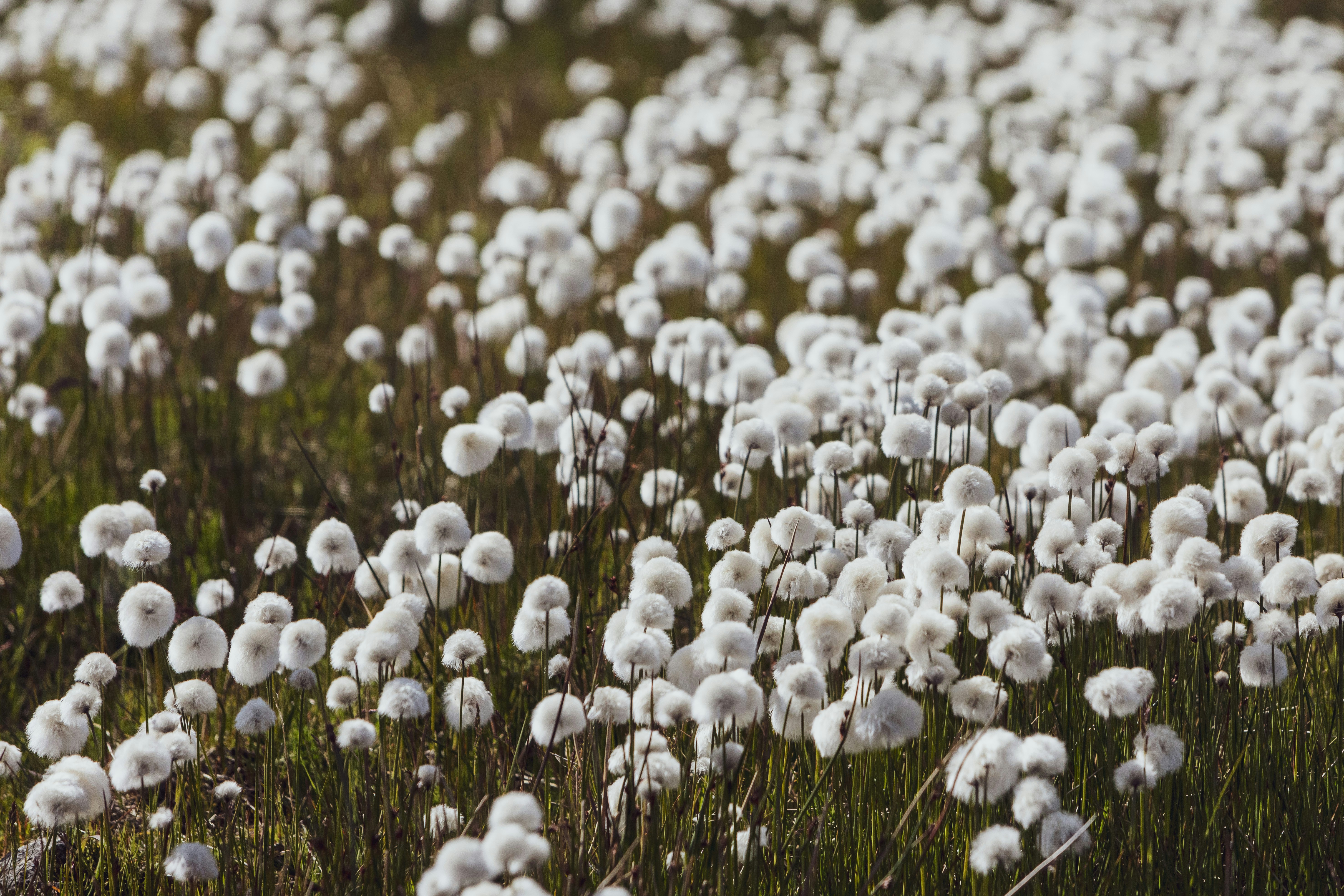 A field full of white flowers on a sunny day