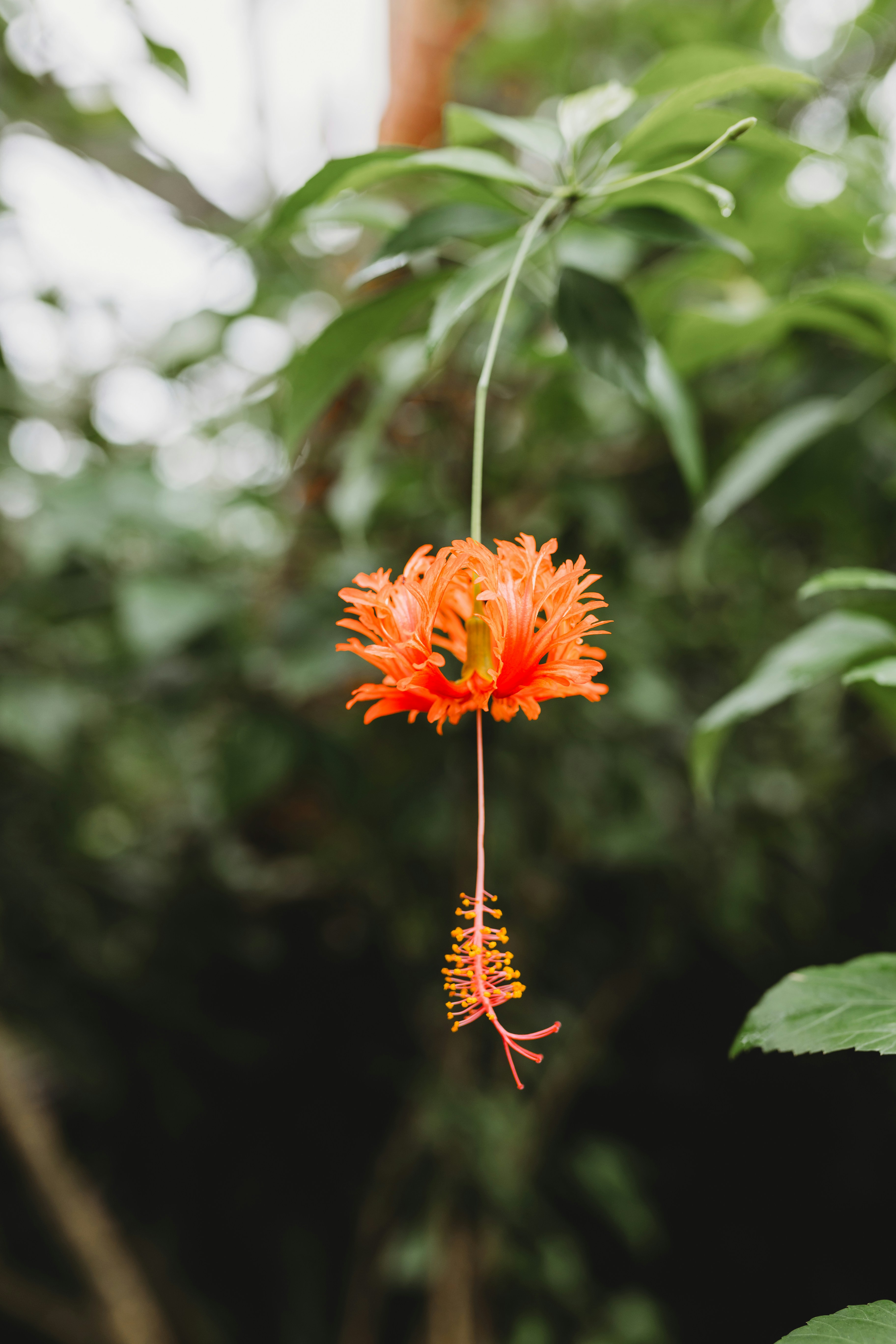 A flower that is hanging from a tree
