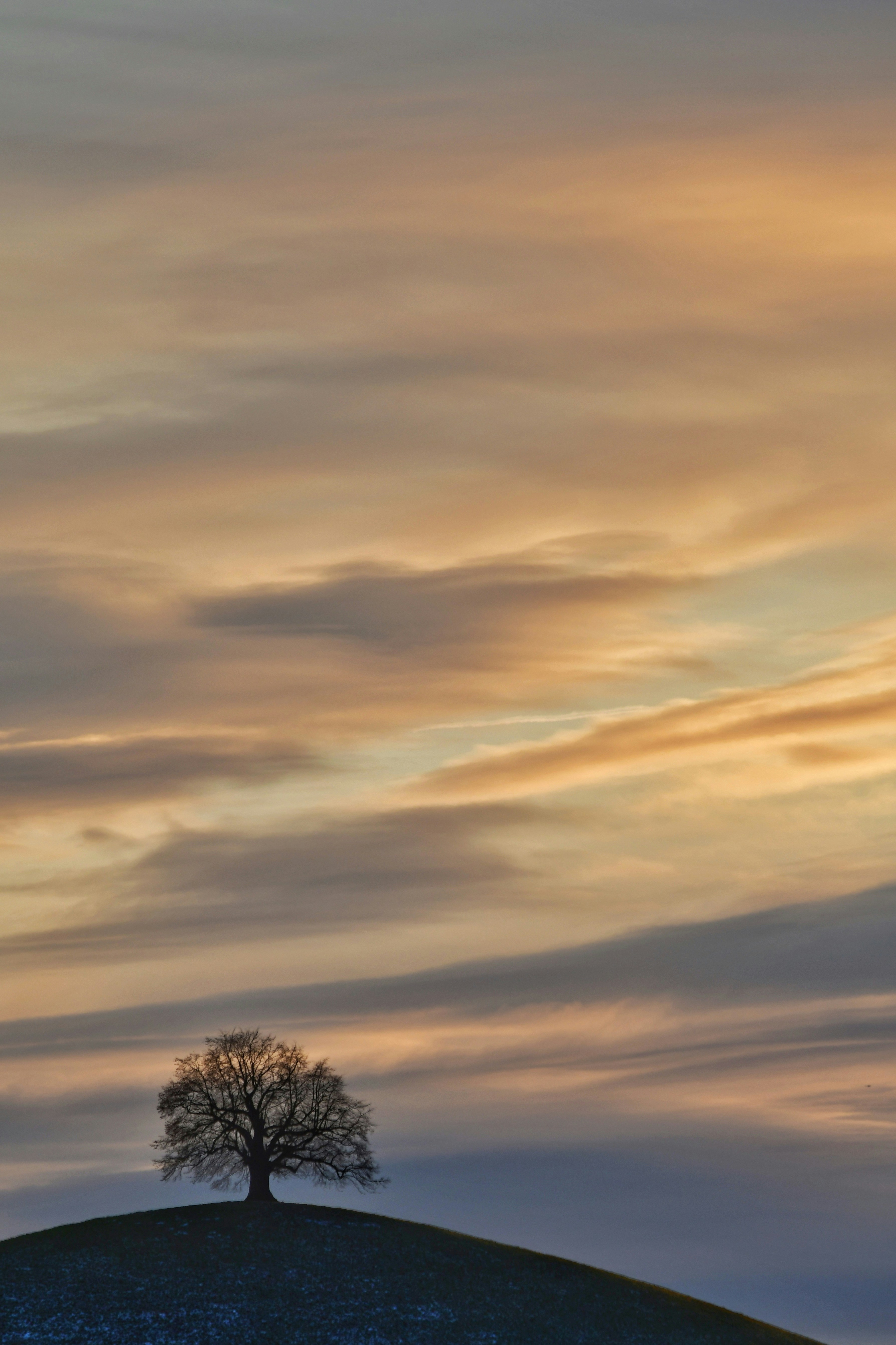 A lone tree sitting on top of a hill