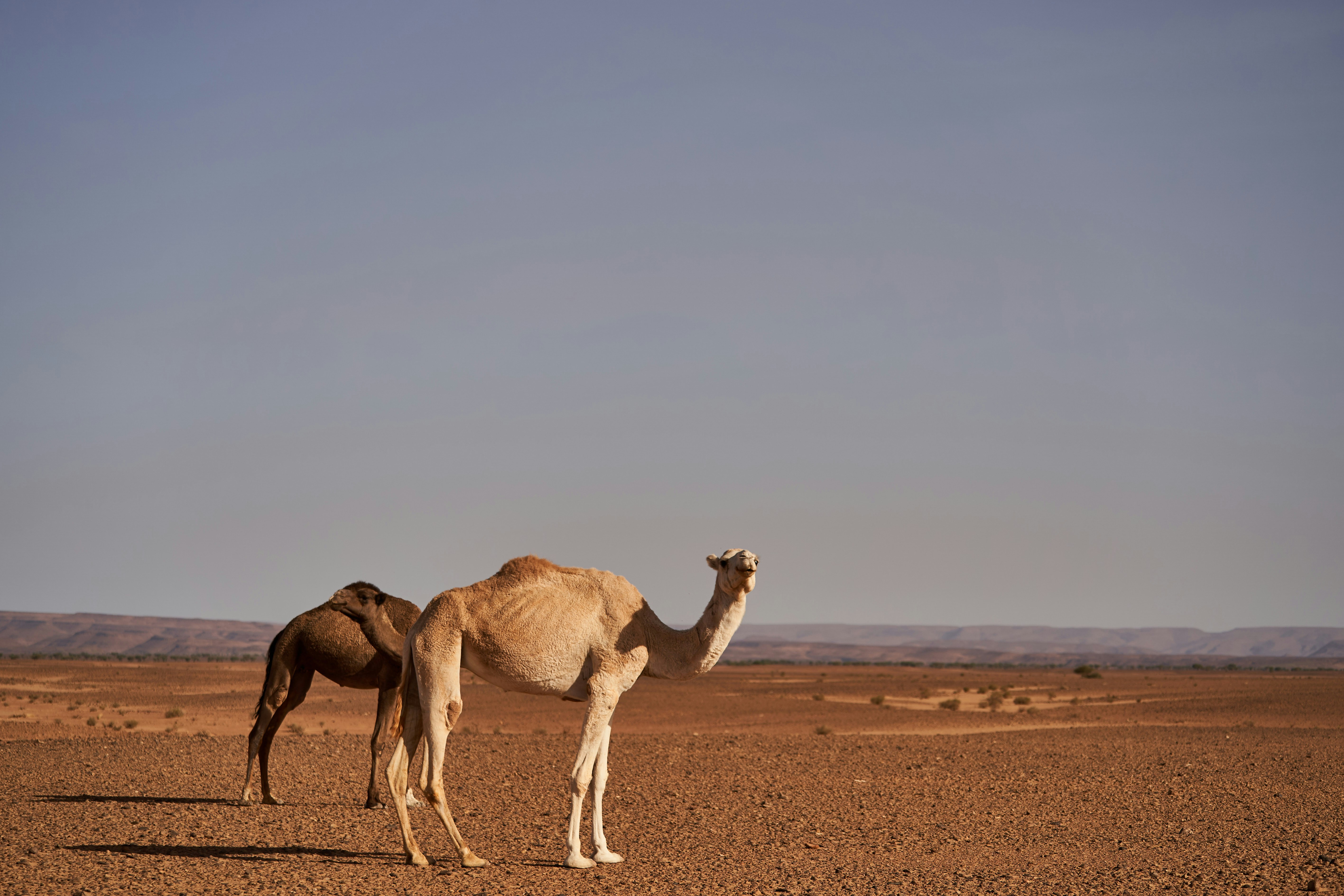 Photo by wolfgang_hasselmann