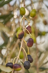 A close up of some olives on a tree
