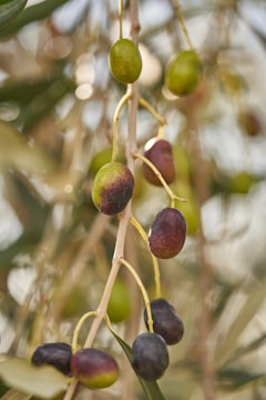 A close up of some olives on a tree