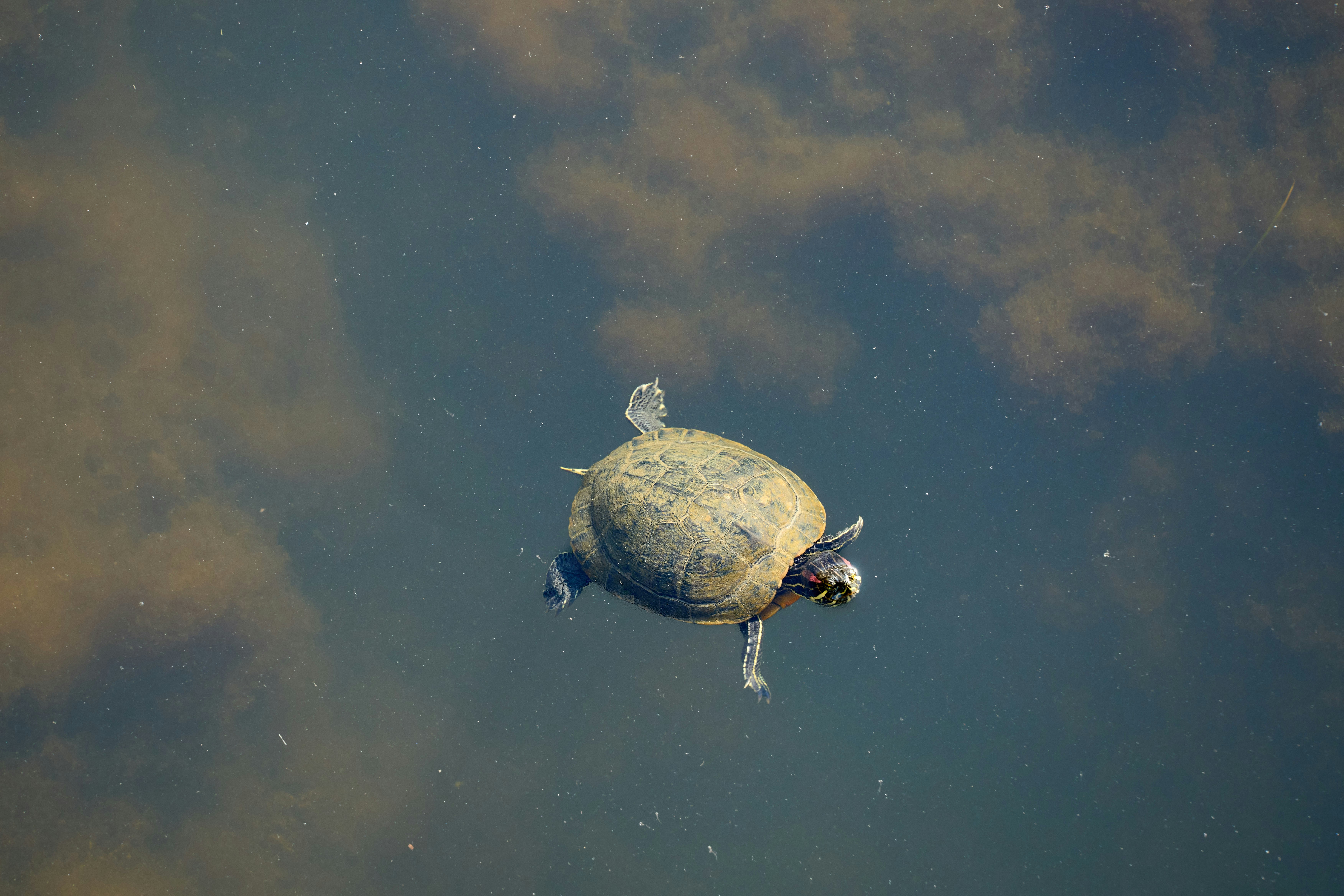 Photo by wolfgang_hasselmann