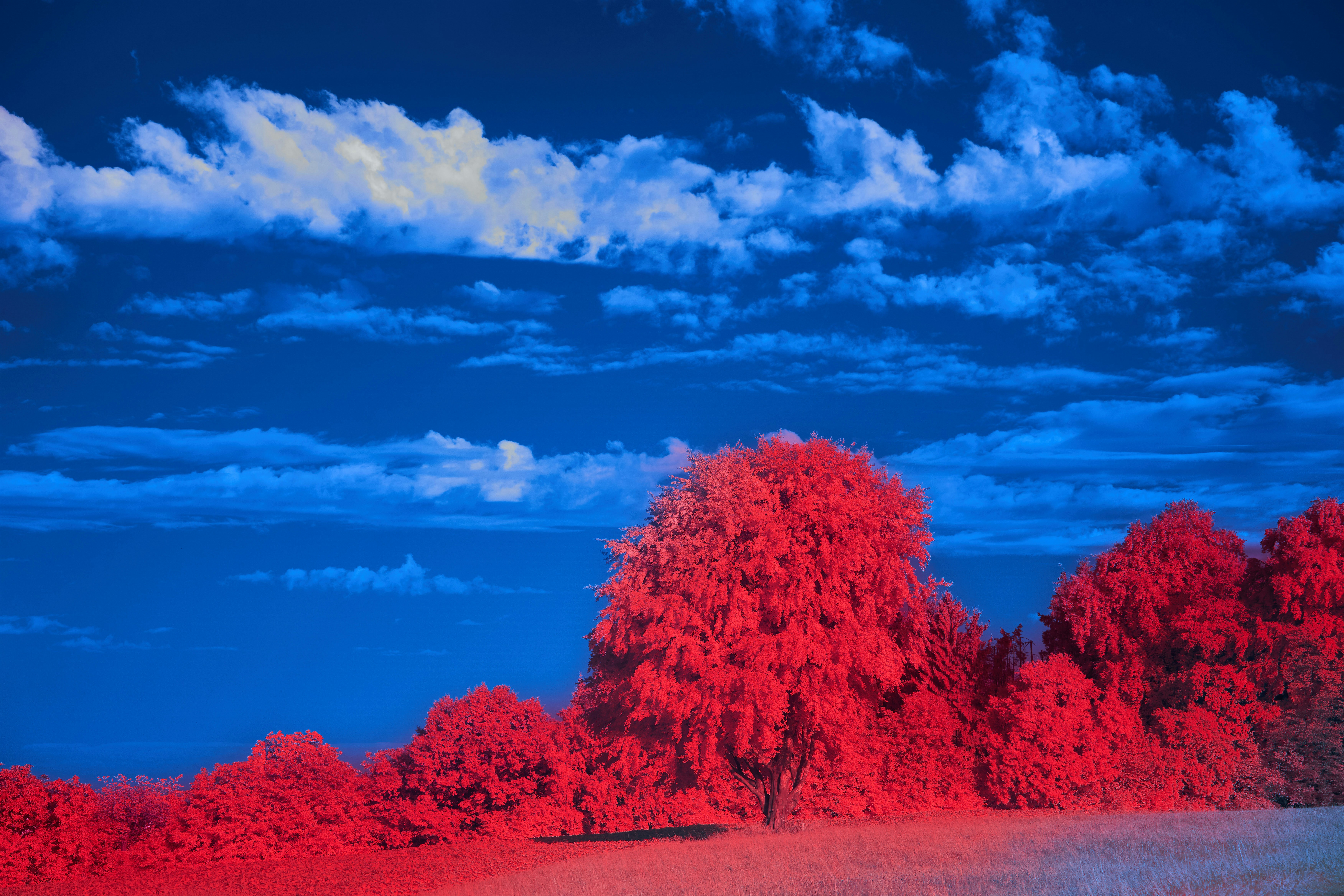 Photo by wolfgang_hasselmann