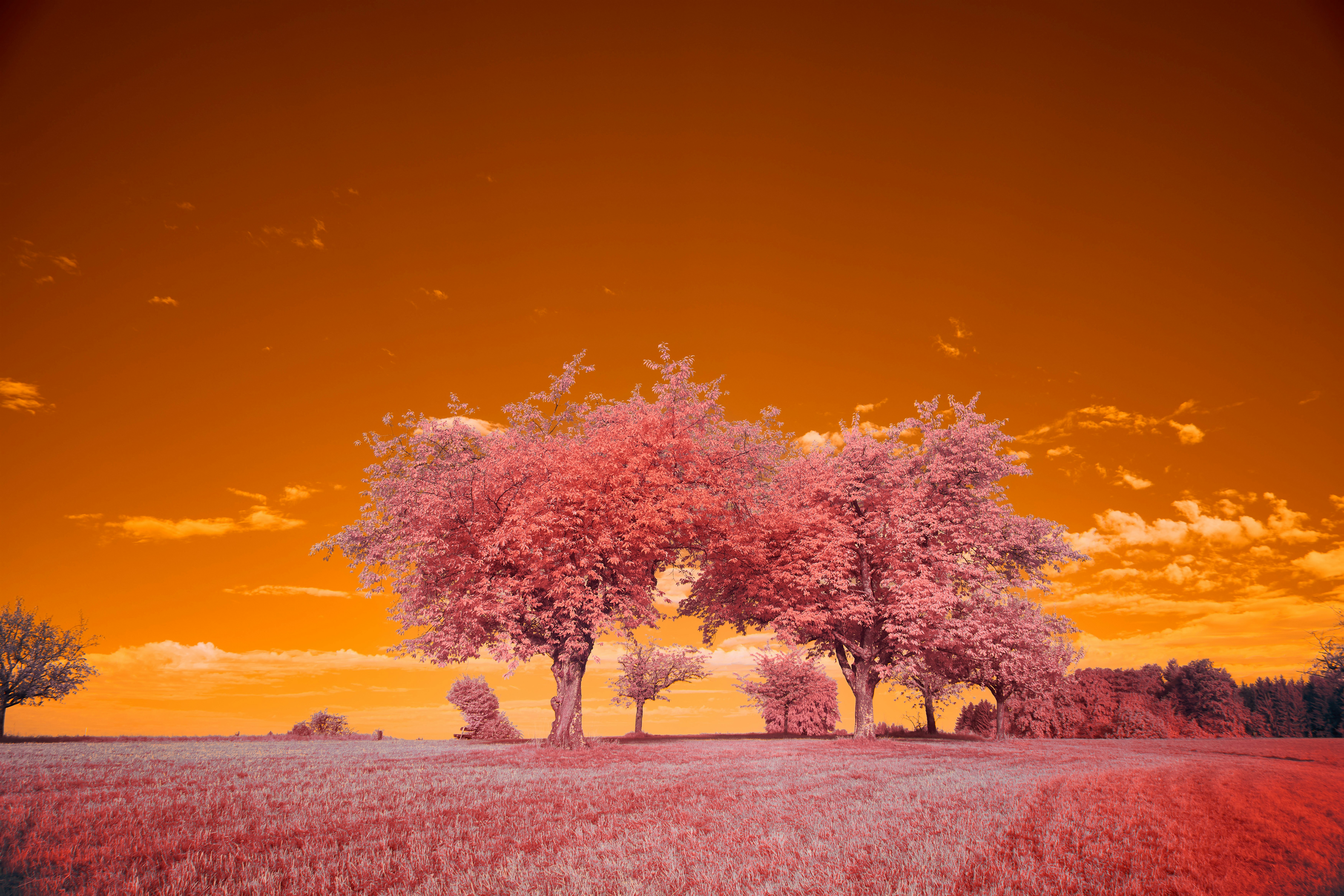 Zwei Bäume auf einem Feld mit einem roten Himmel im Hintergrund Foto –  Kostenloses Bild zum Thema Experimentell auf Unsplash, image size:3000x2000