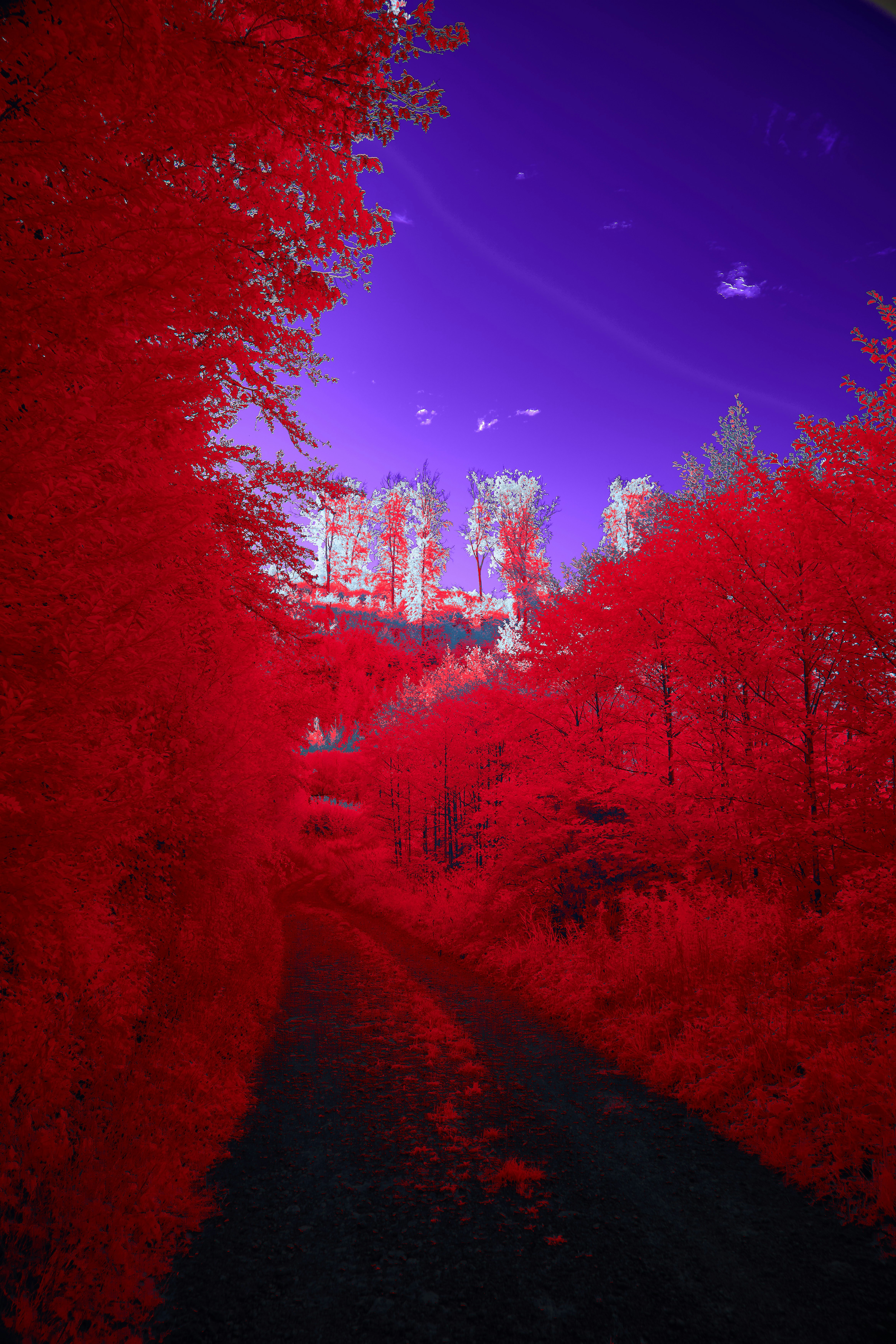 Photo by wolfgang_hasselmann