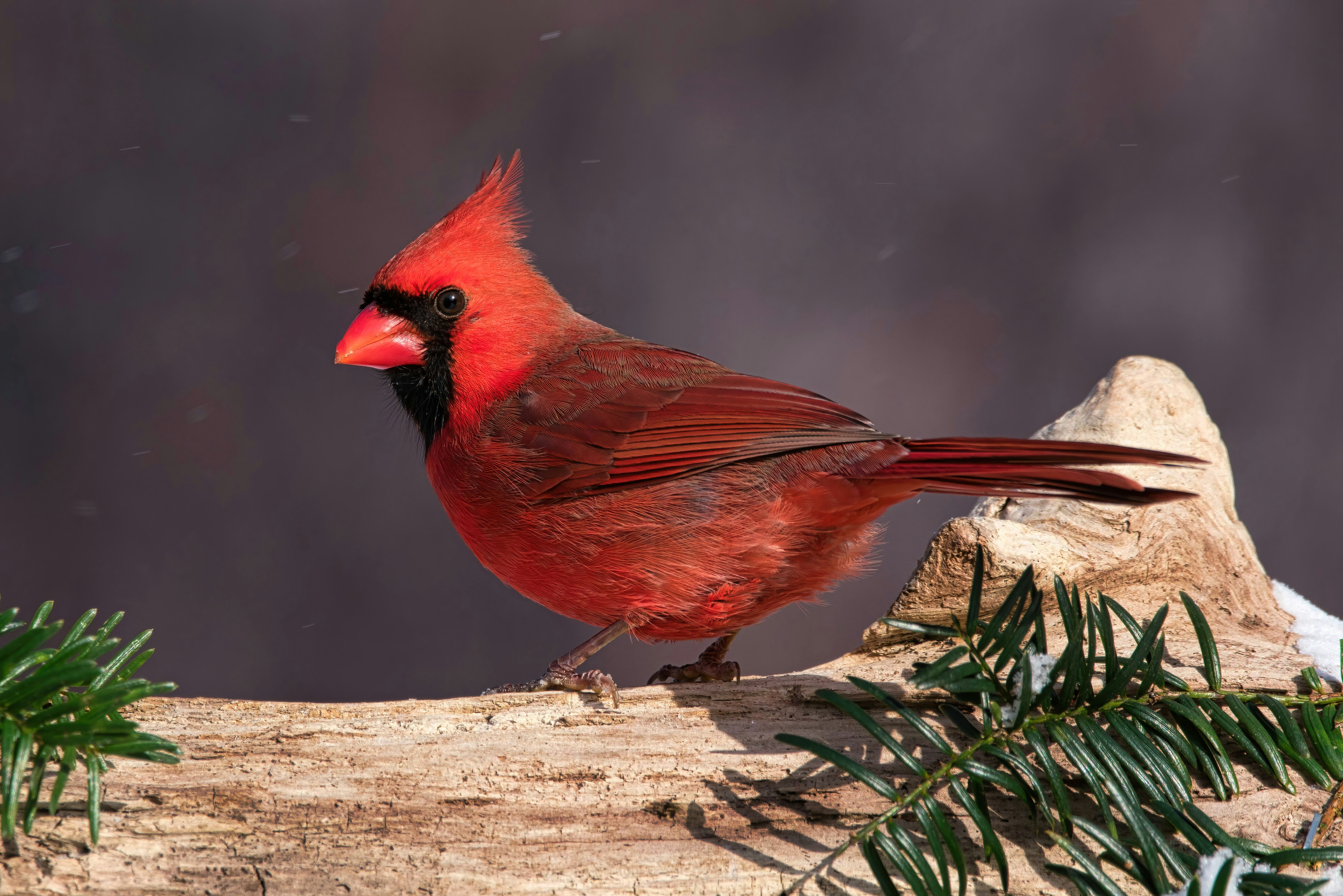 A red bird sitting on top of a tree branch