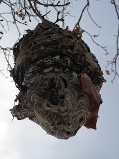 A bird nest hanging from a tree branch