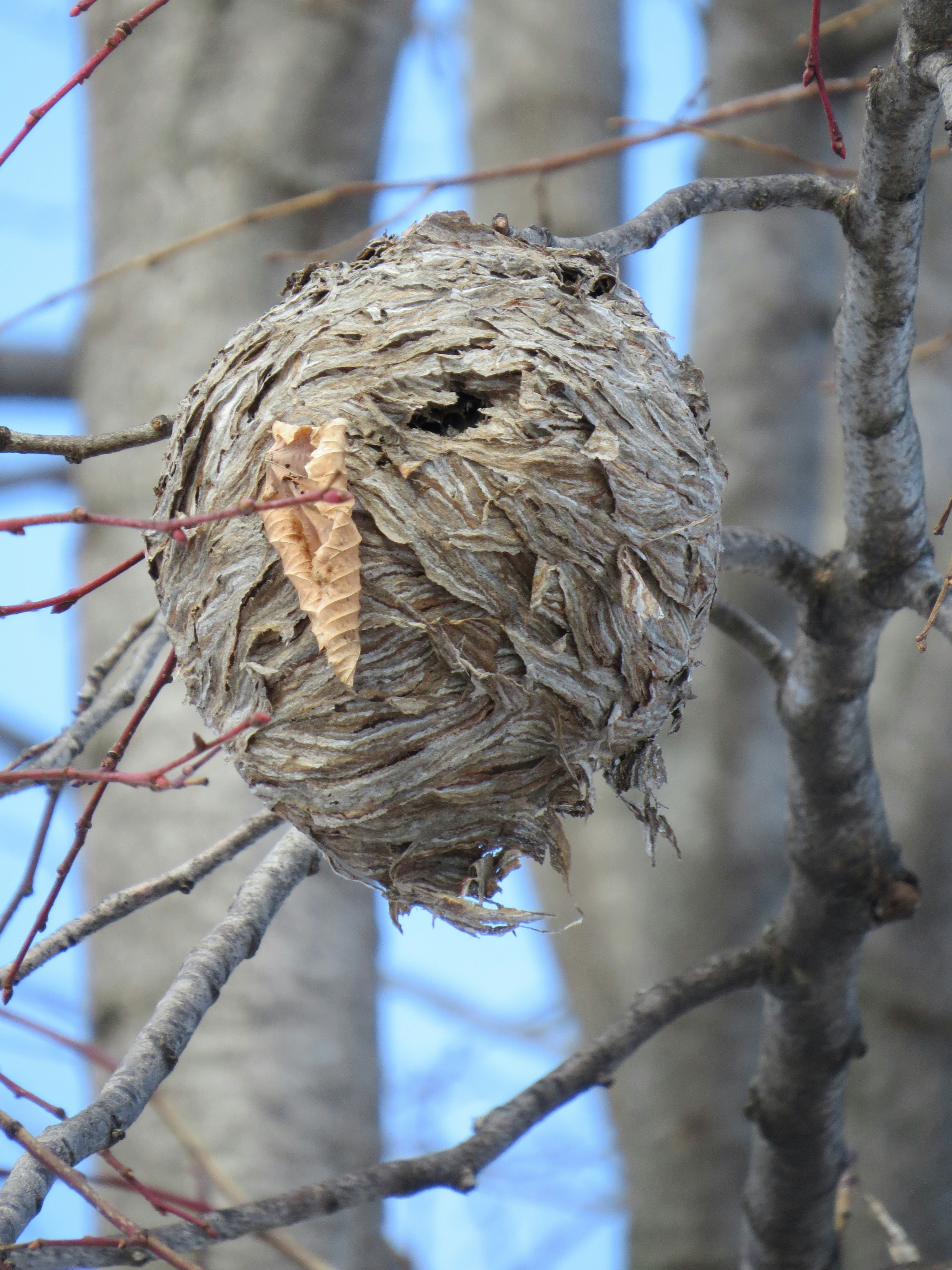 Un nid d’oiseau suspendu à une branche d’arbre
