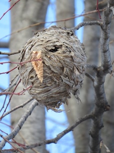 A bird nest hanging from a tree branch