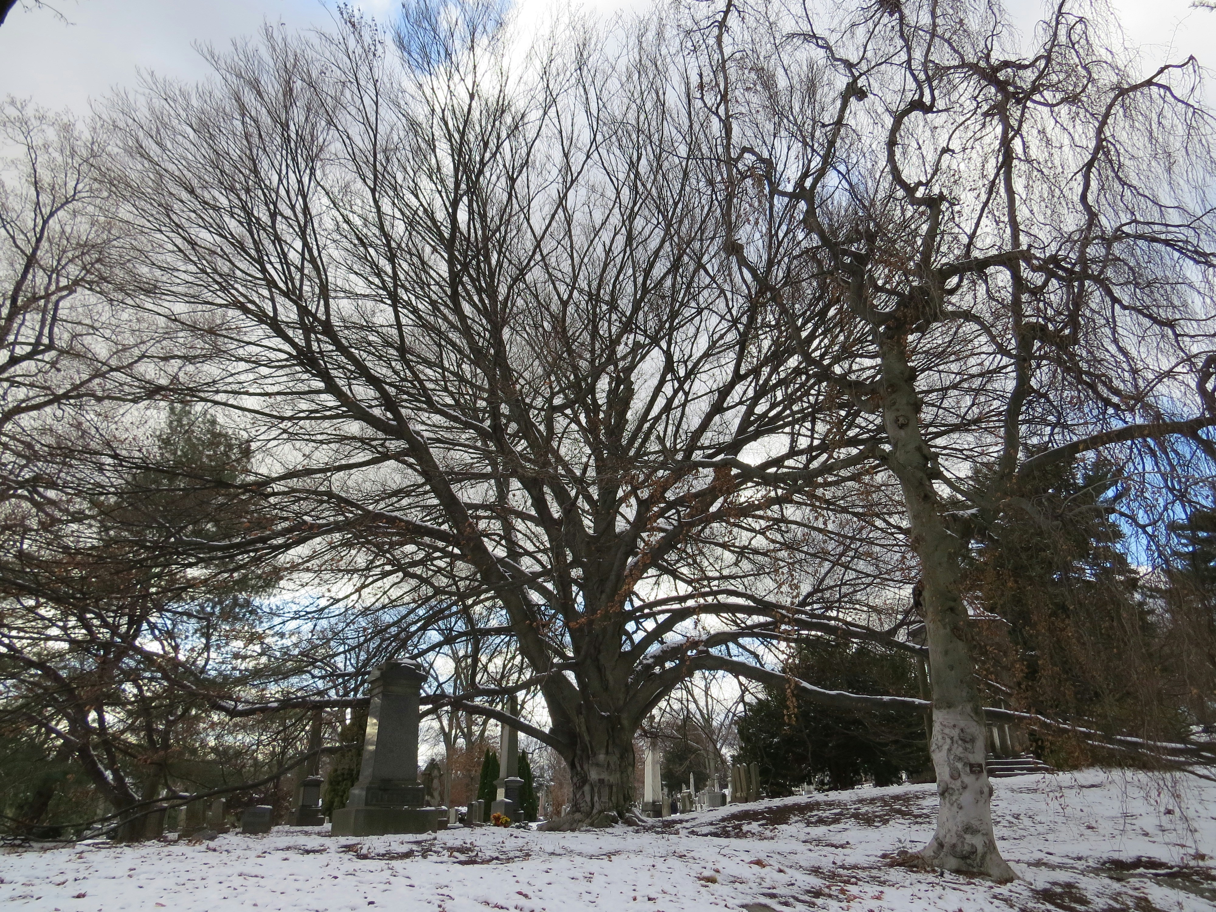 A snow covered field with trees in the background