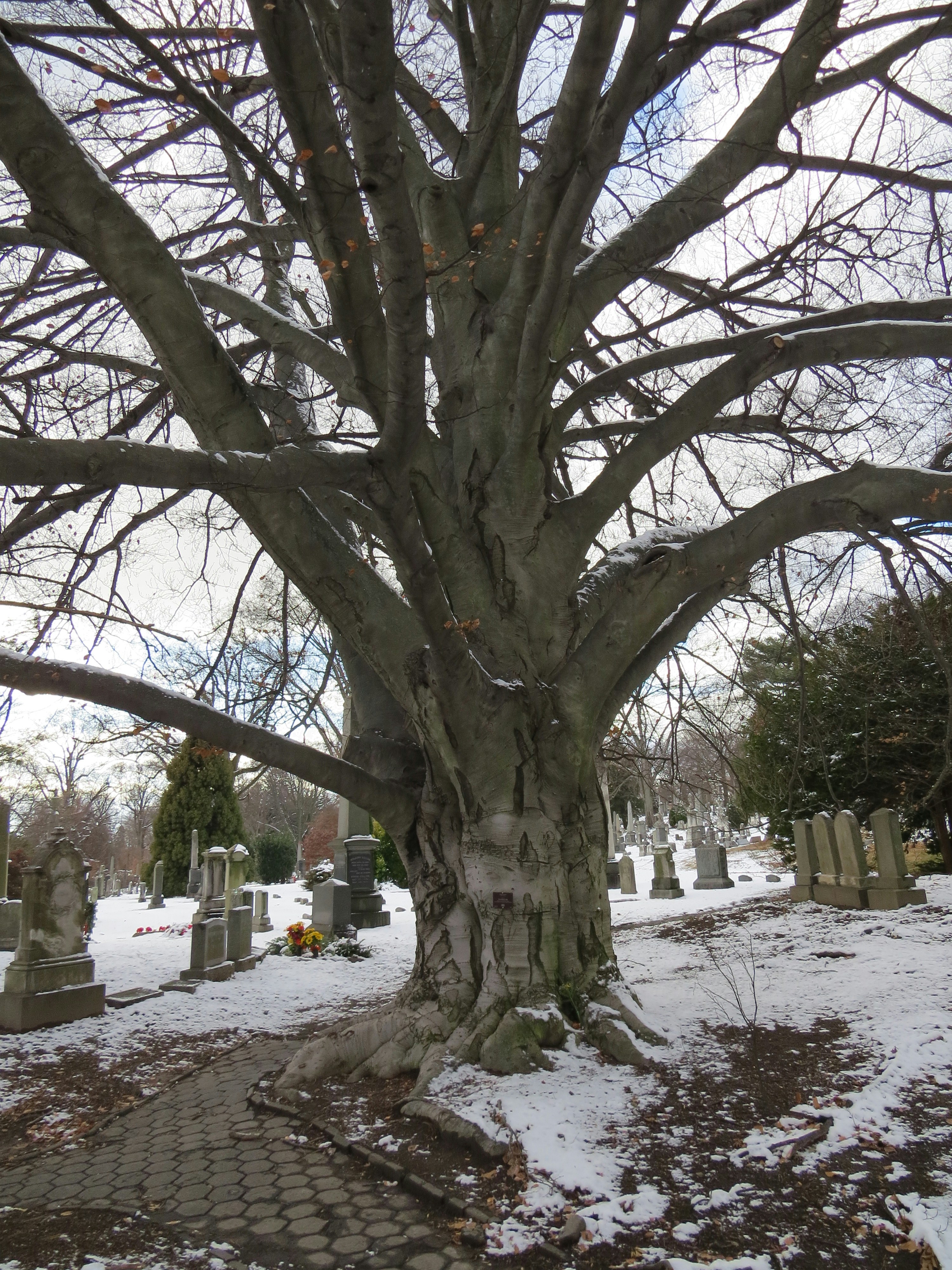A tree with no leaves in a cemetery