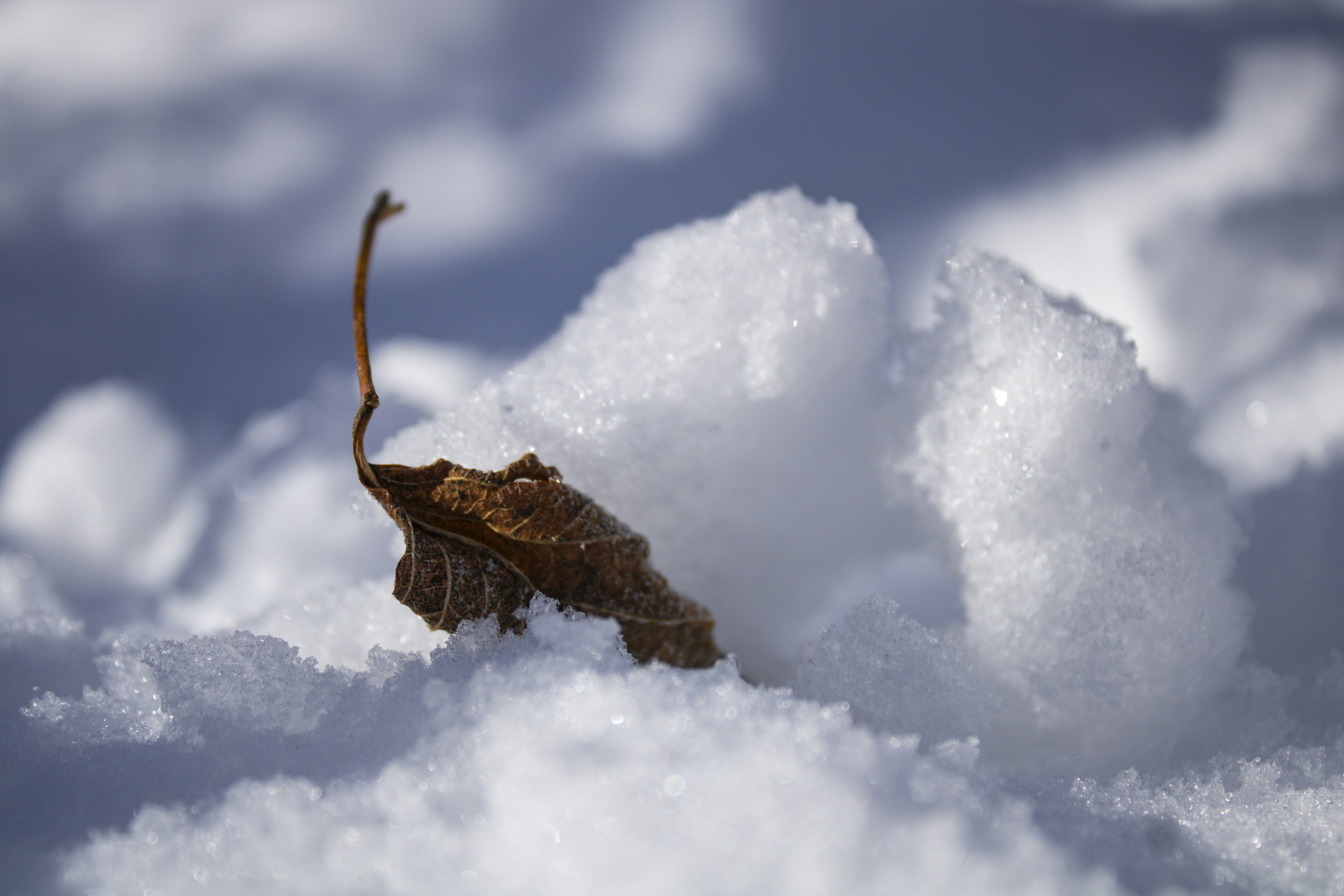 A dead leaf on a pile of snow