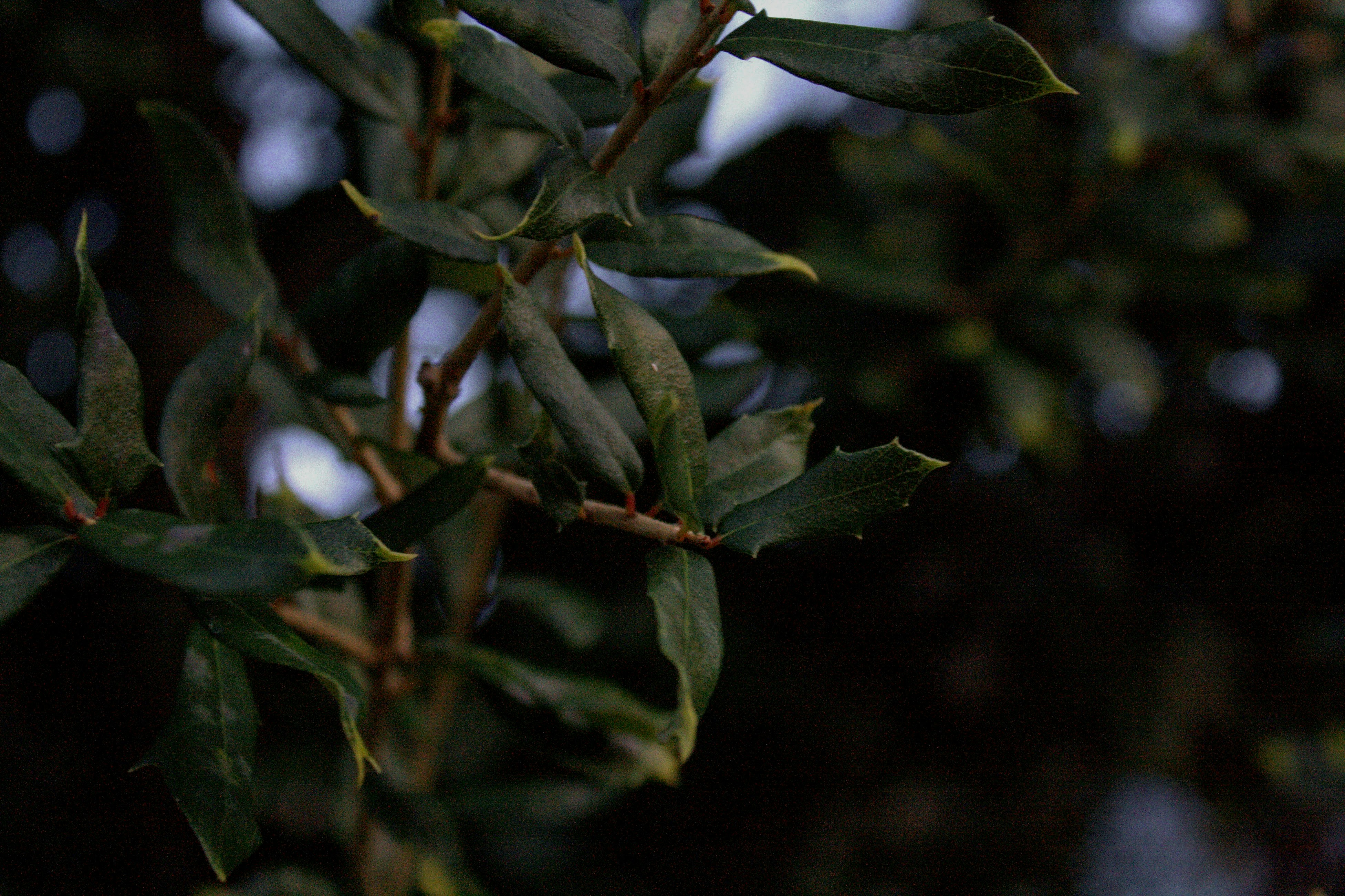 Photo by thelaibaali