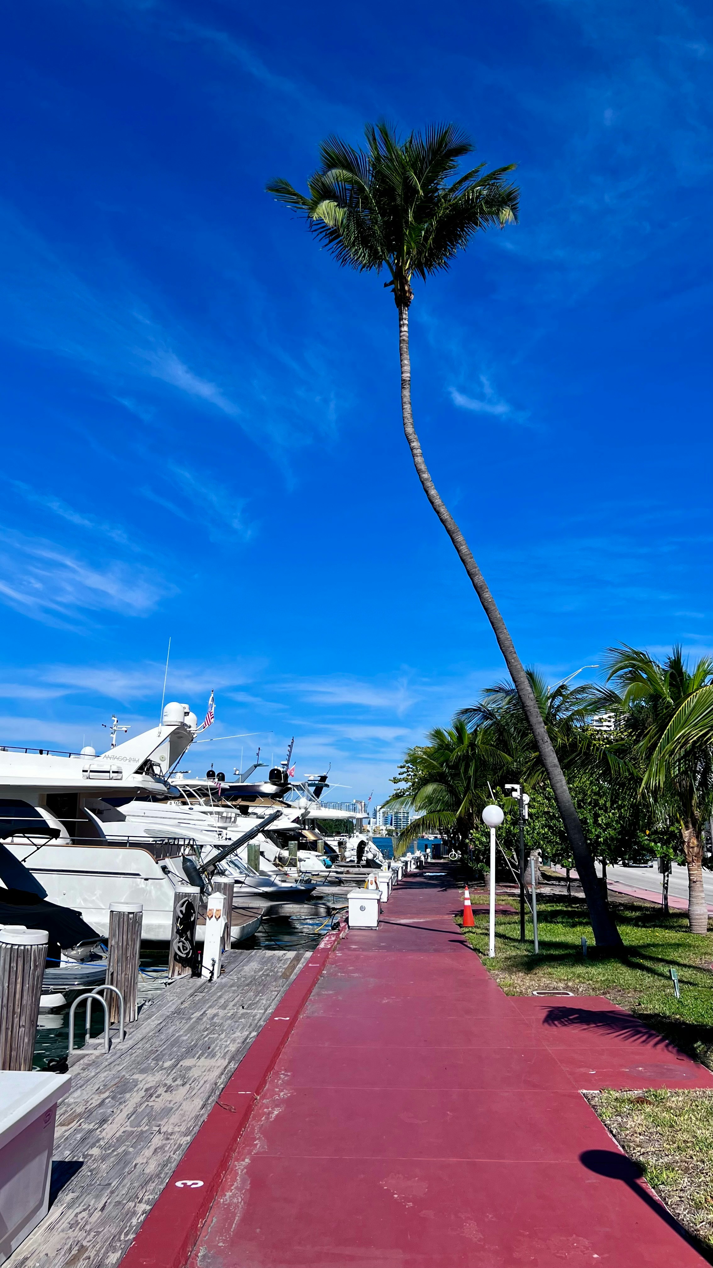 Una palma sul ciglio di una strada