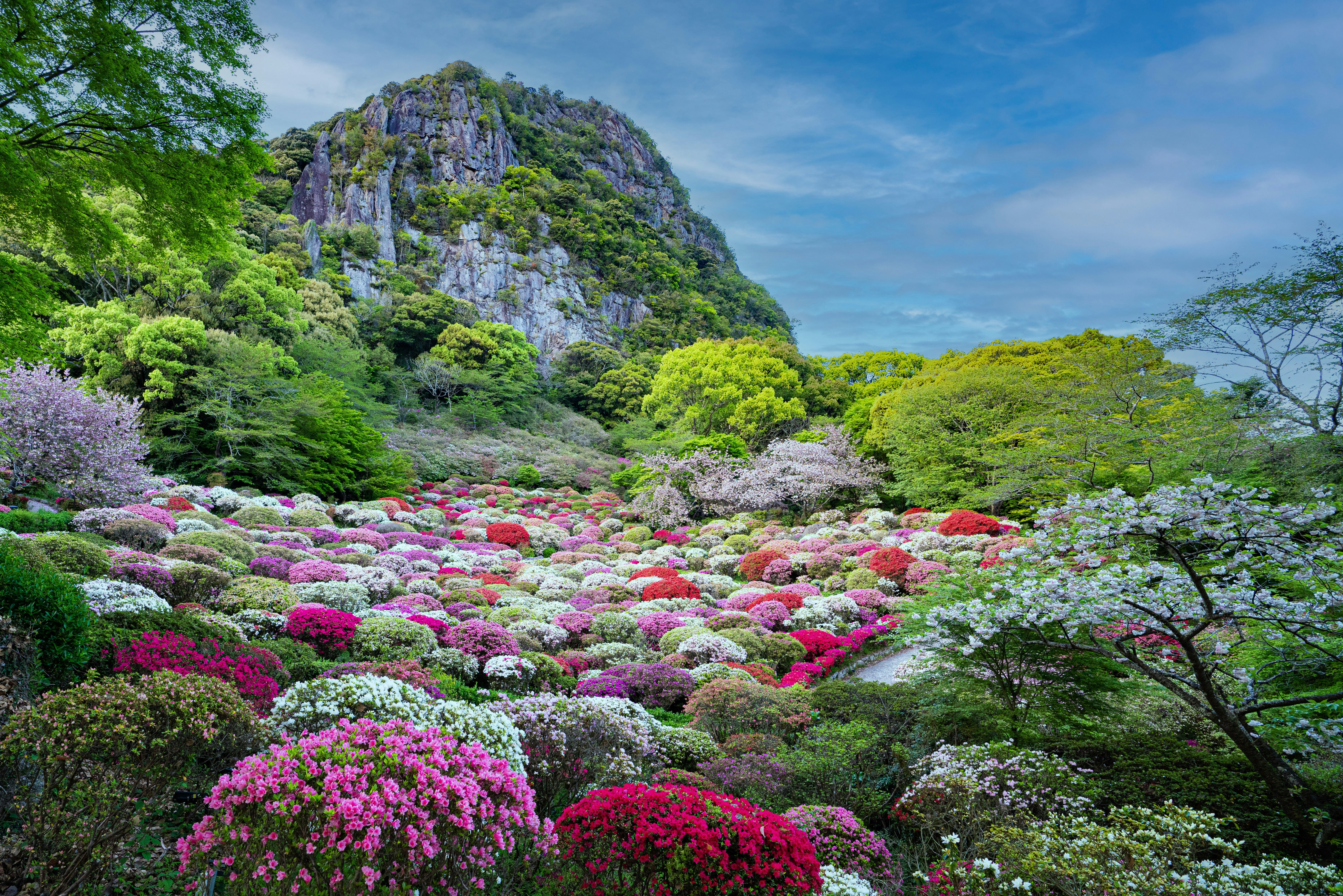 A garden filled with lots of colorful flowers