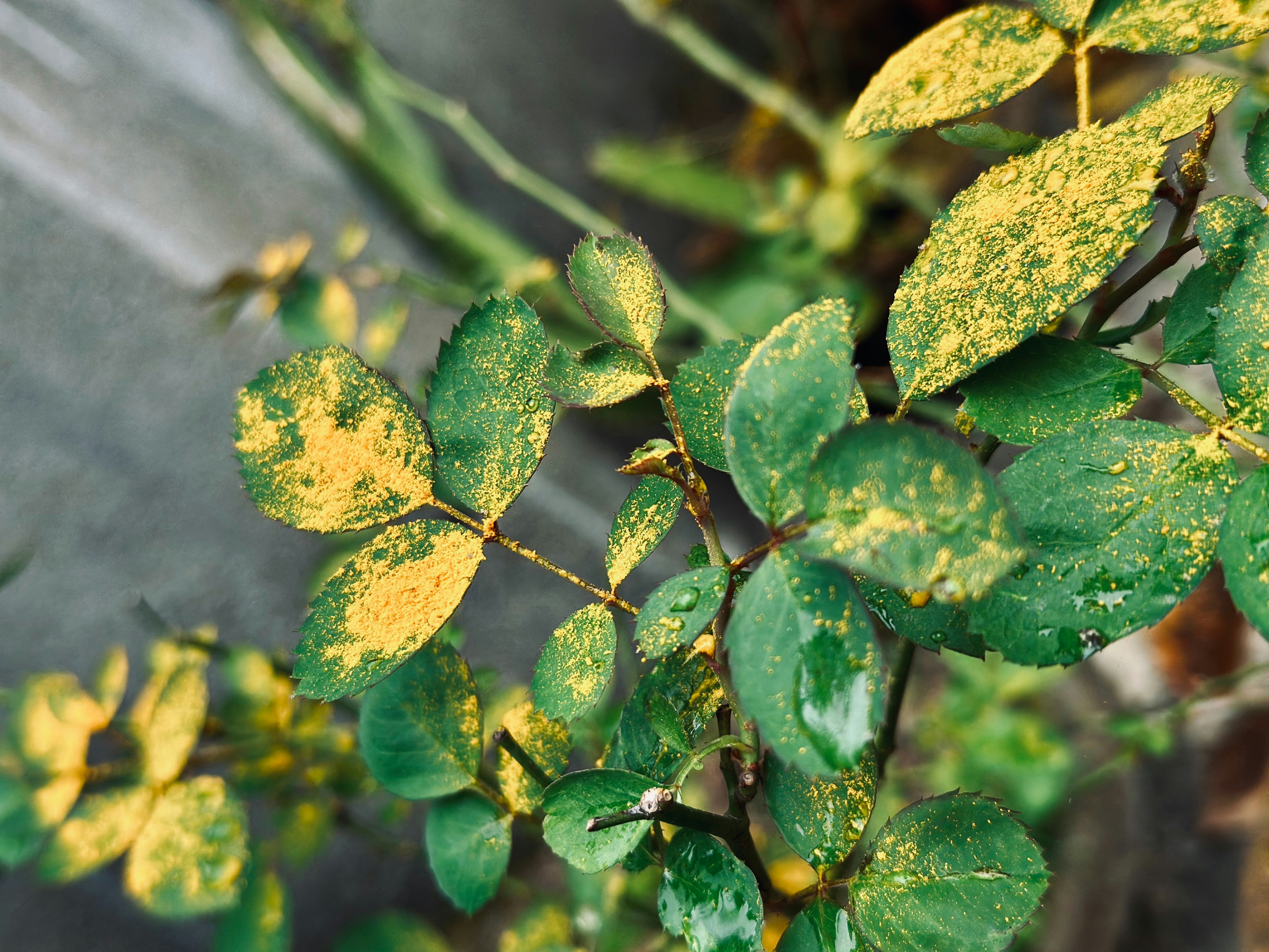 Photo by henadas
