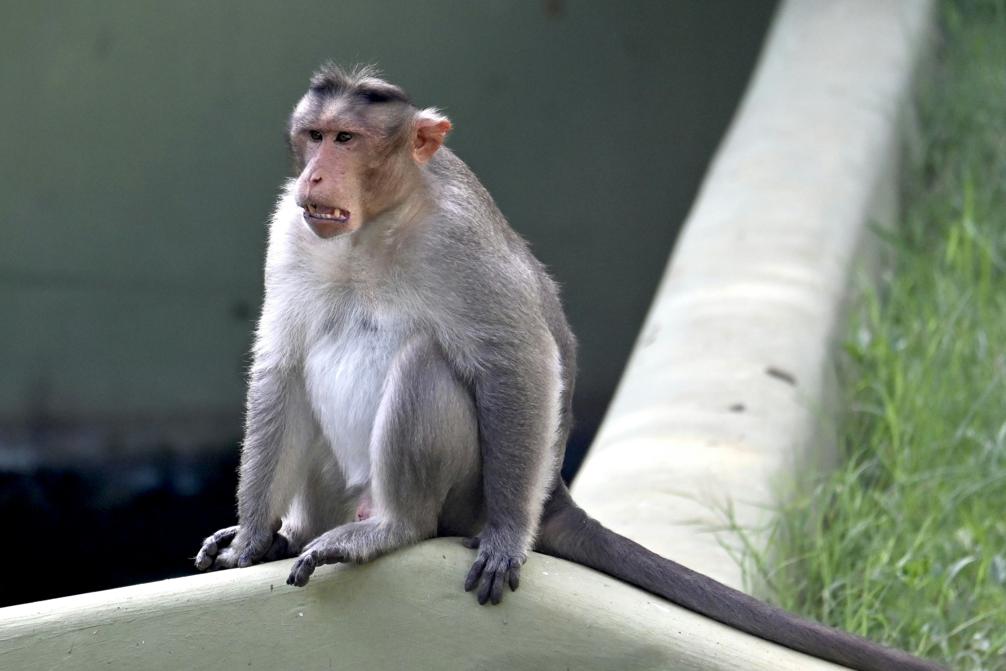 A monkey sitting on top of a white object