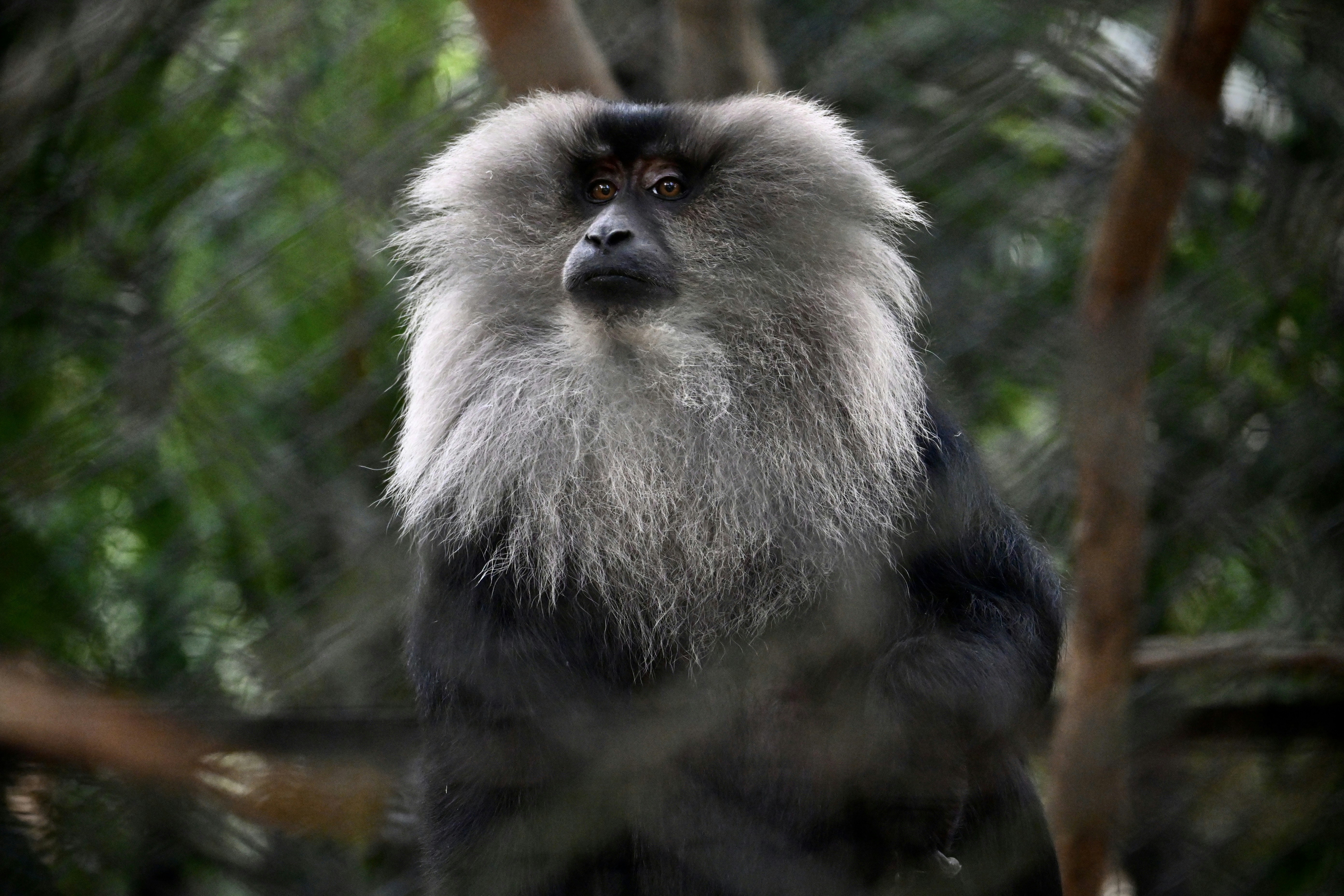 A monkey sitting on top of a tree branch