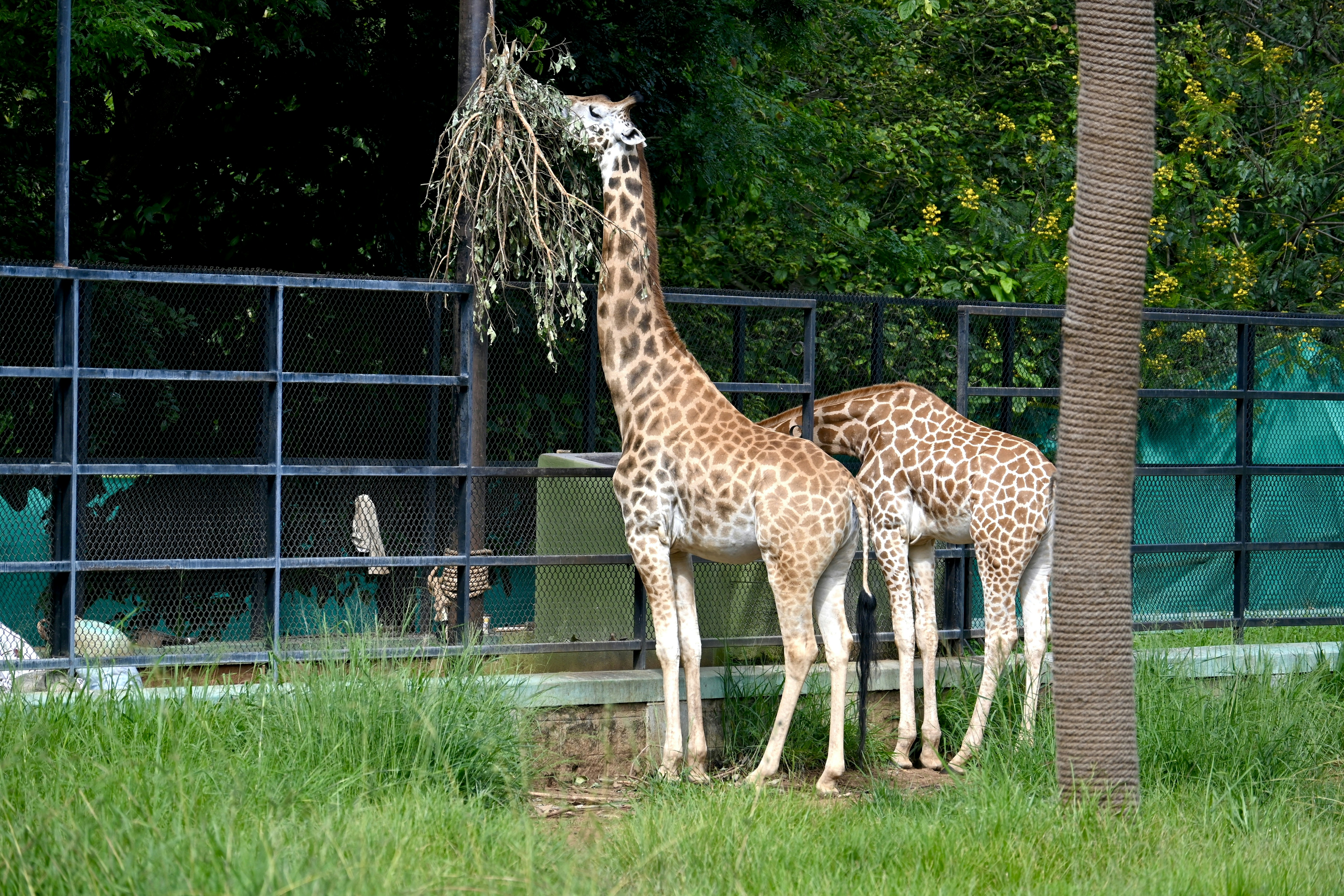 A couple of giraffe standing next to each other on a lush green field