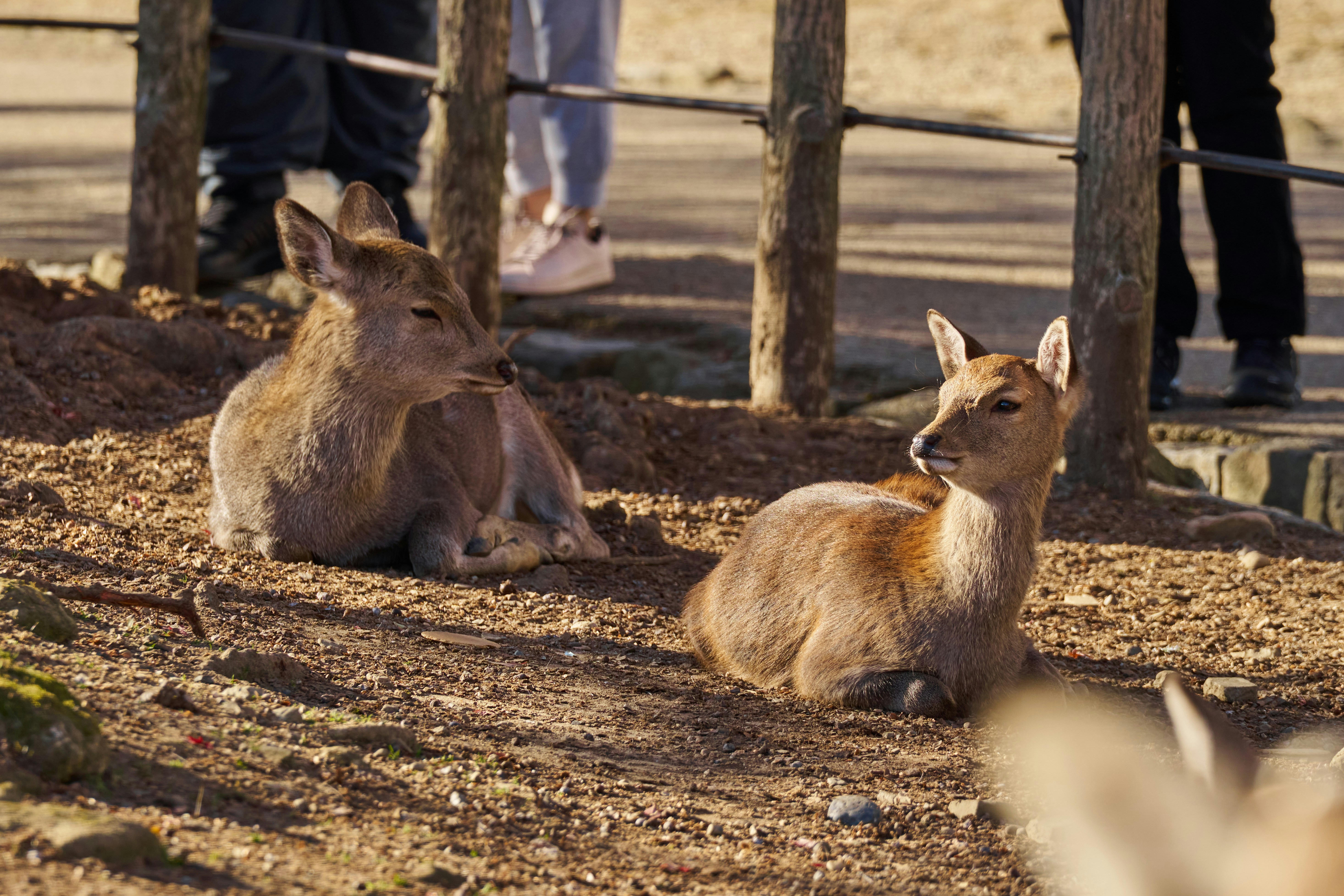 Photo by shipduck