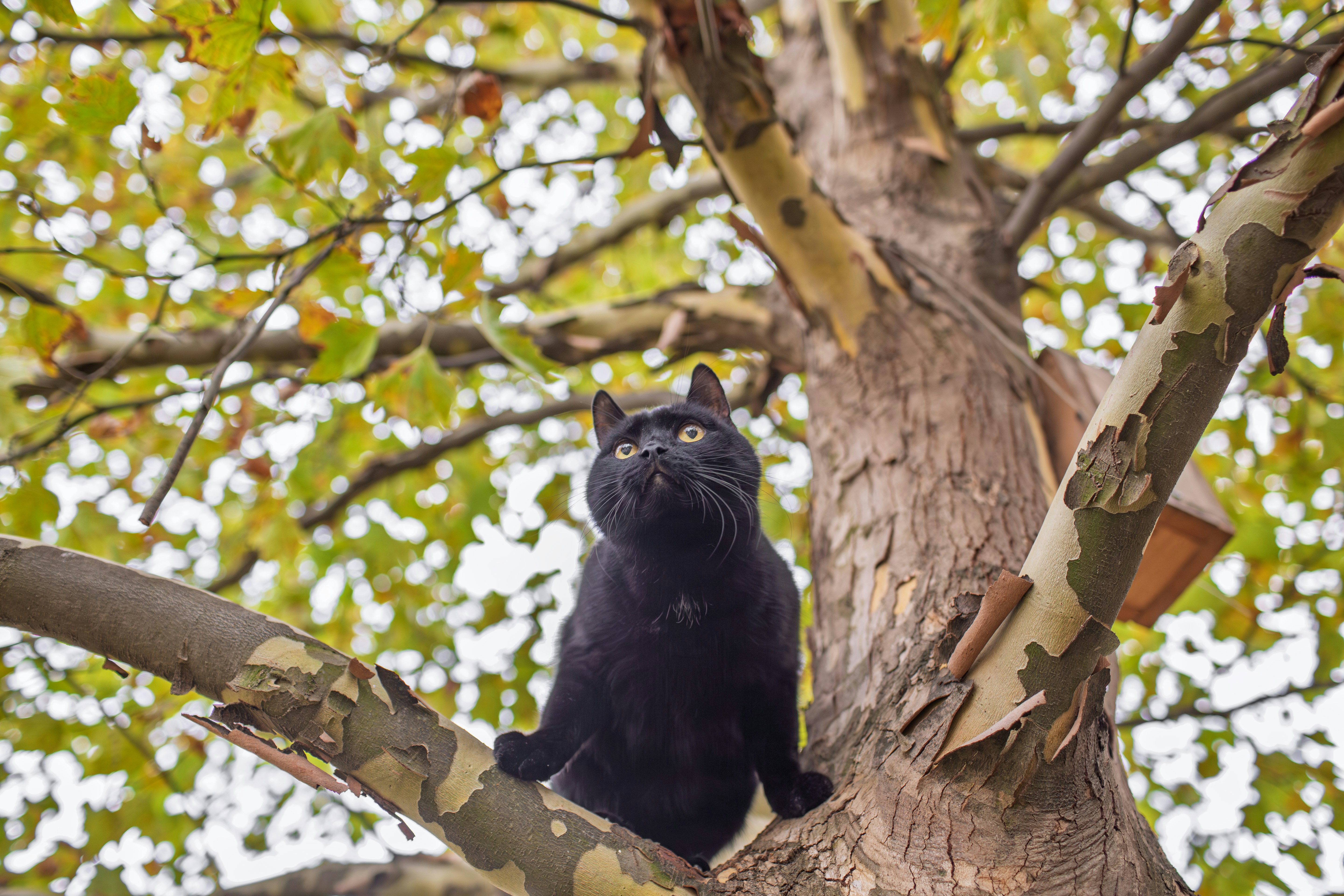 A black cat sitting on top of a tree branch