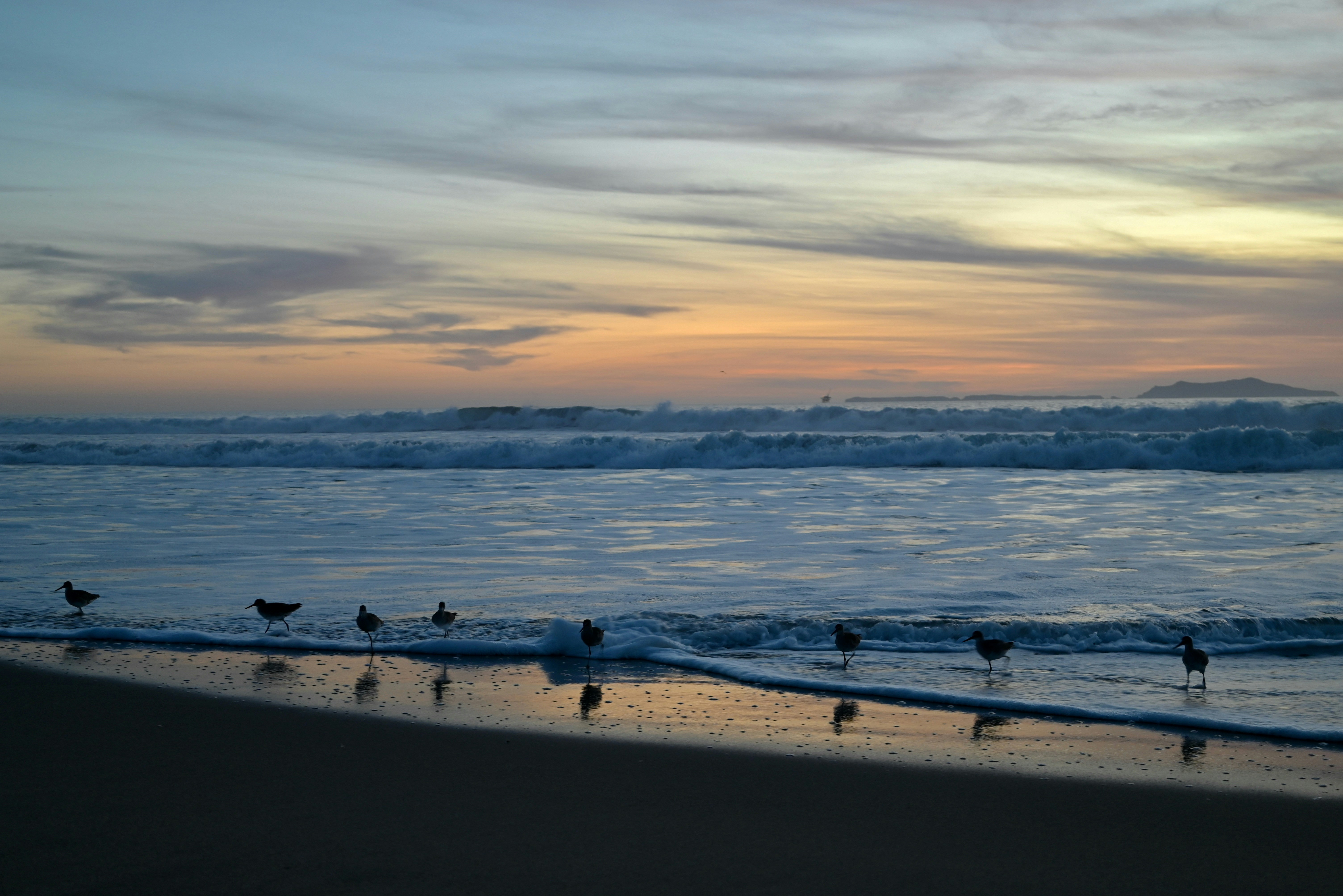 Ein Vogelschwarm steht auf einem Sandstrand
