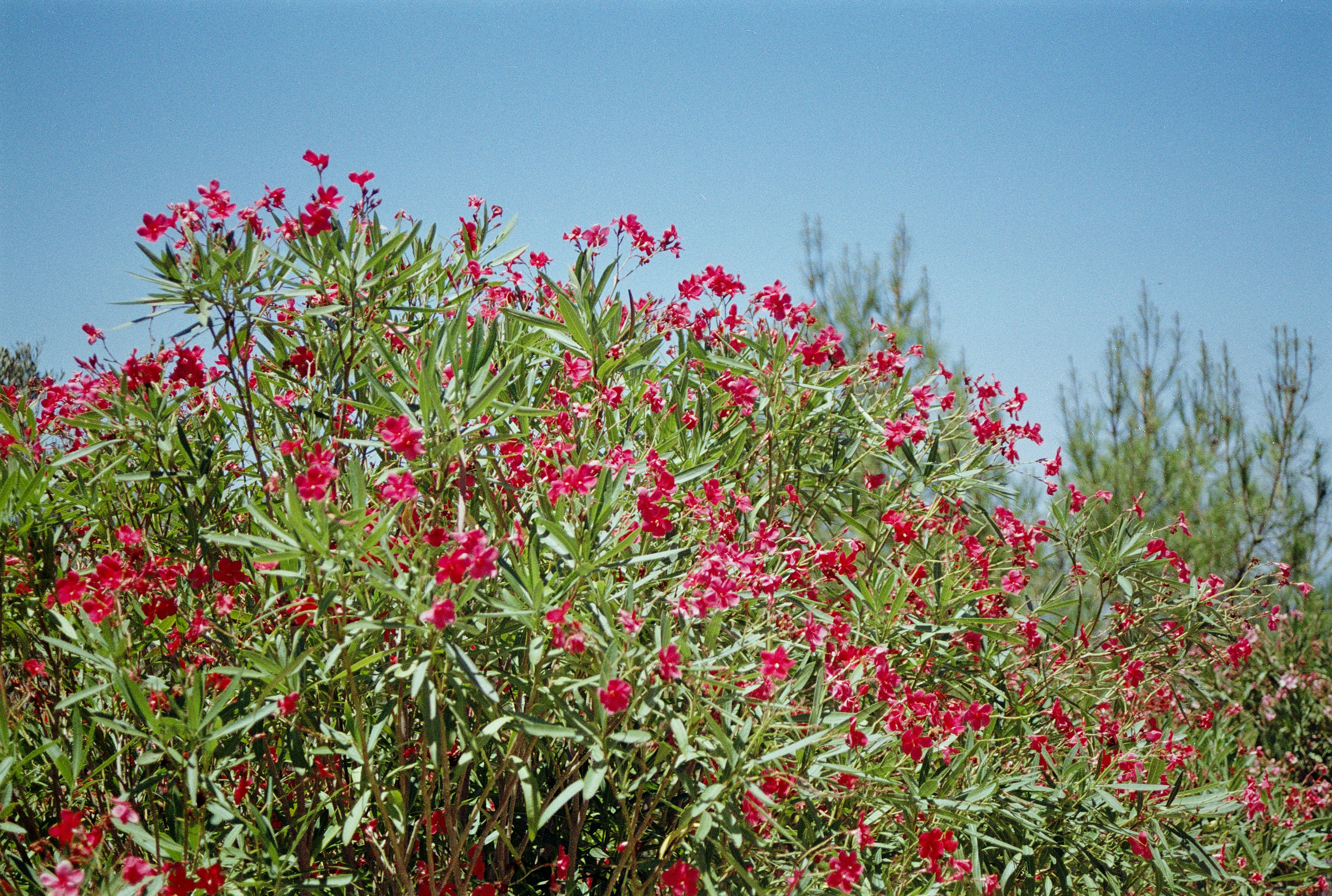 A bush with red flowers and green leaves
