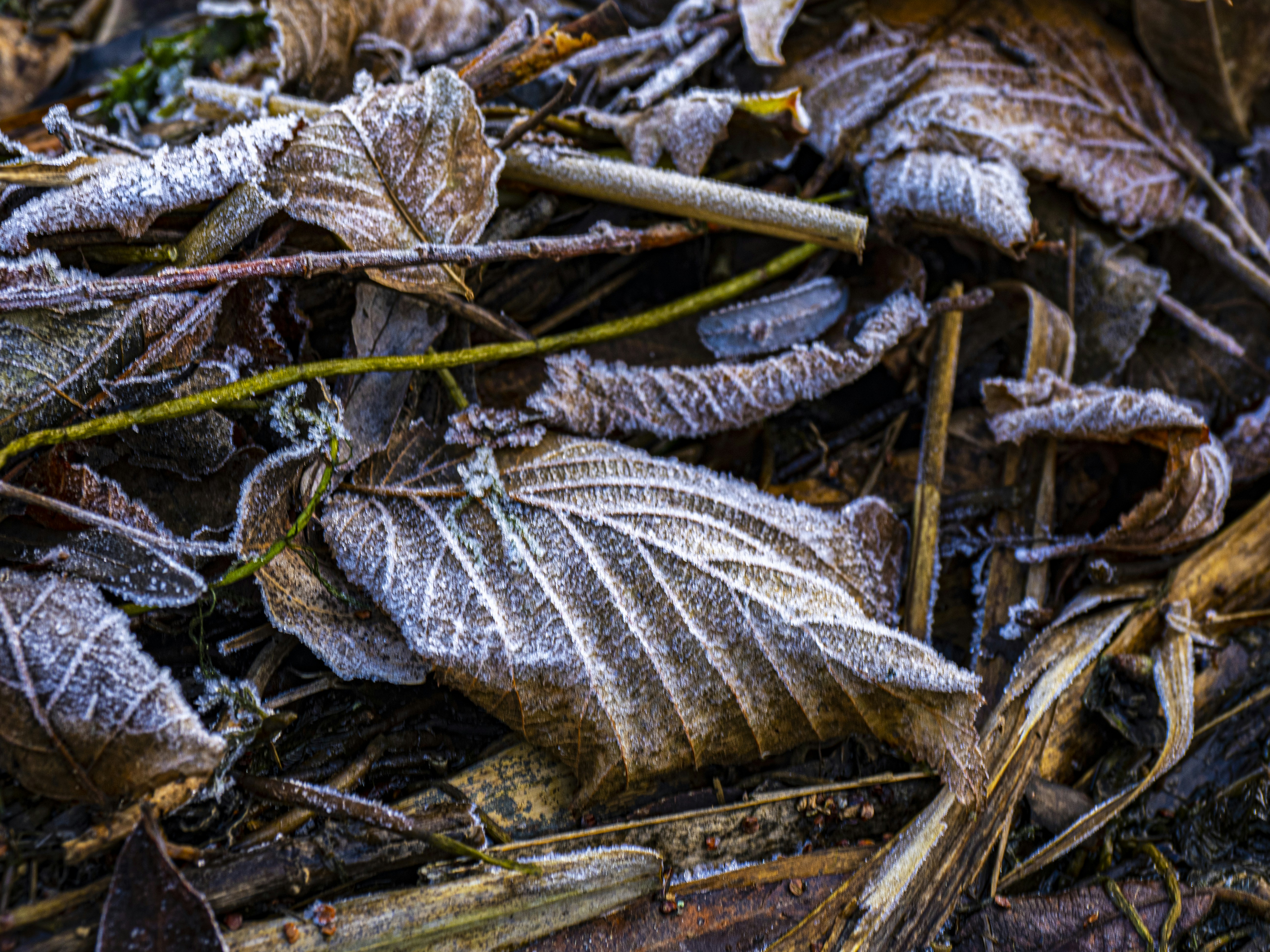 Photo by gopitri_prem