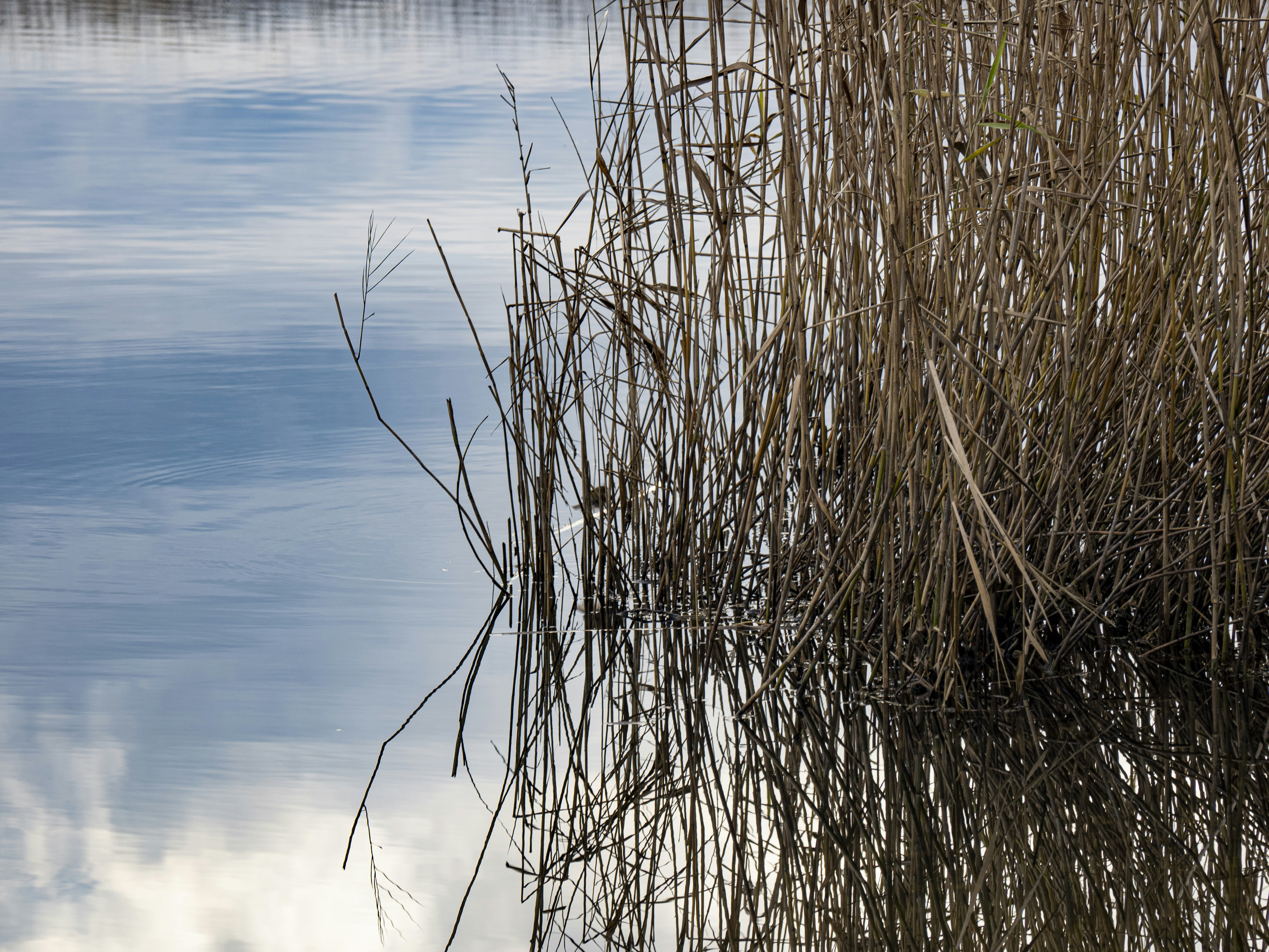 Photo by gopitri_prem