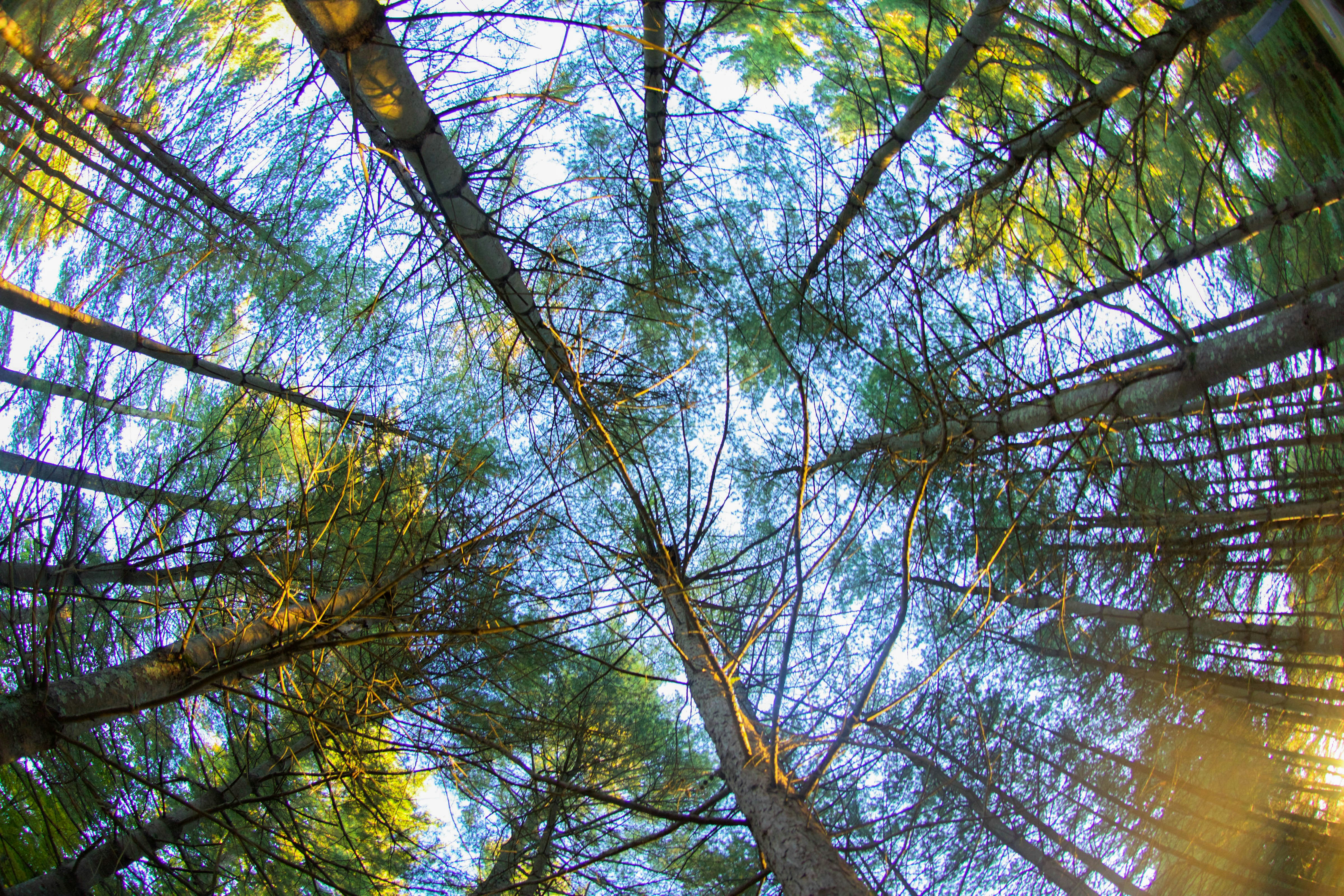 Photo by jordanfacin